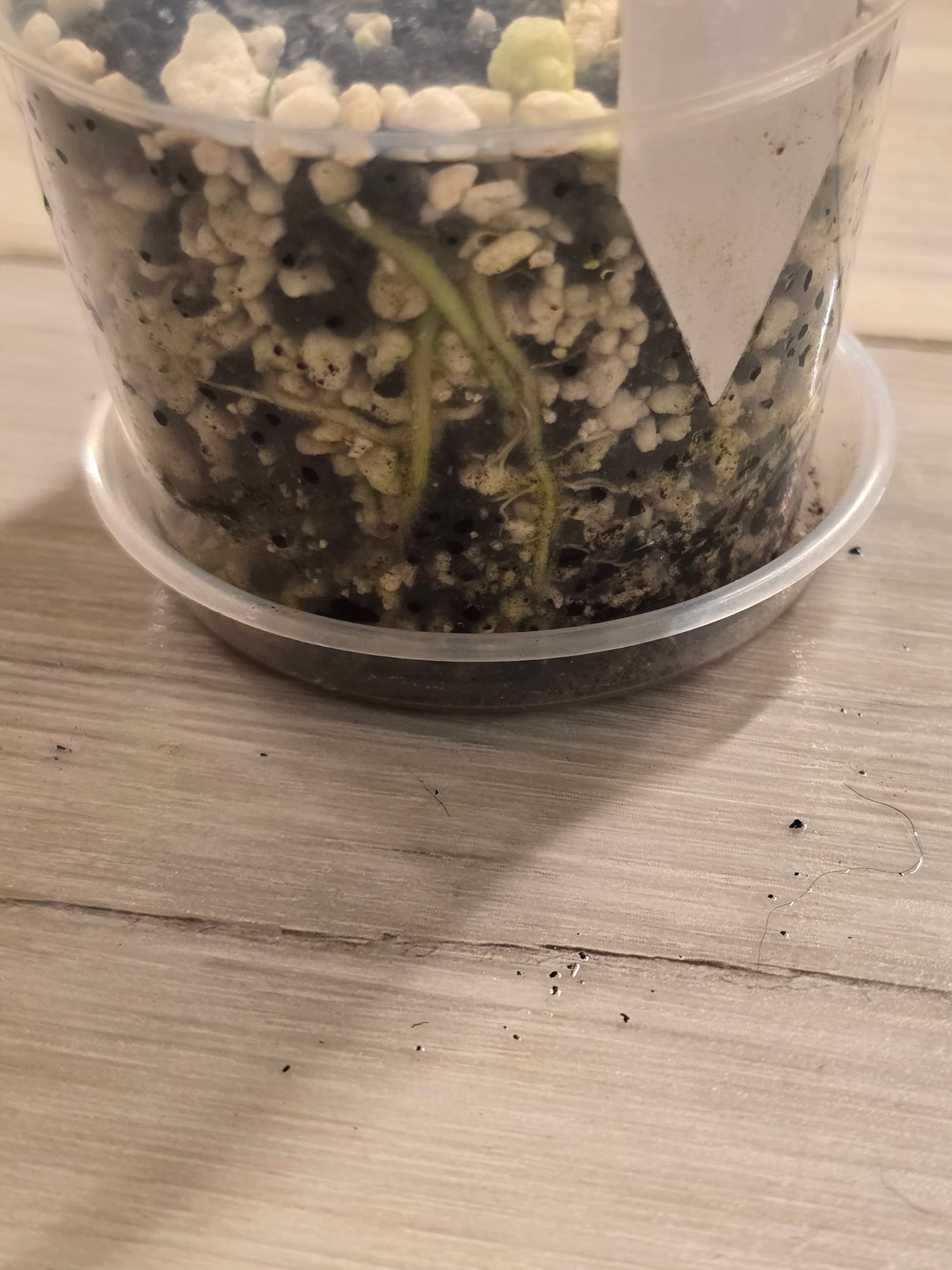 Alocasia Frydek Variegated #31