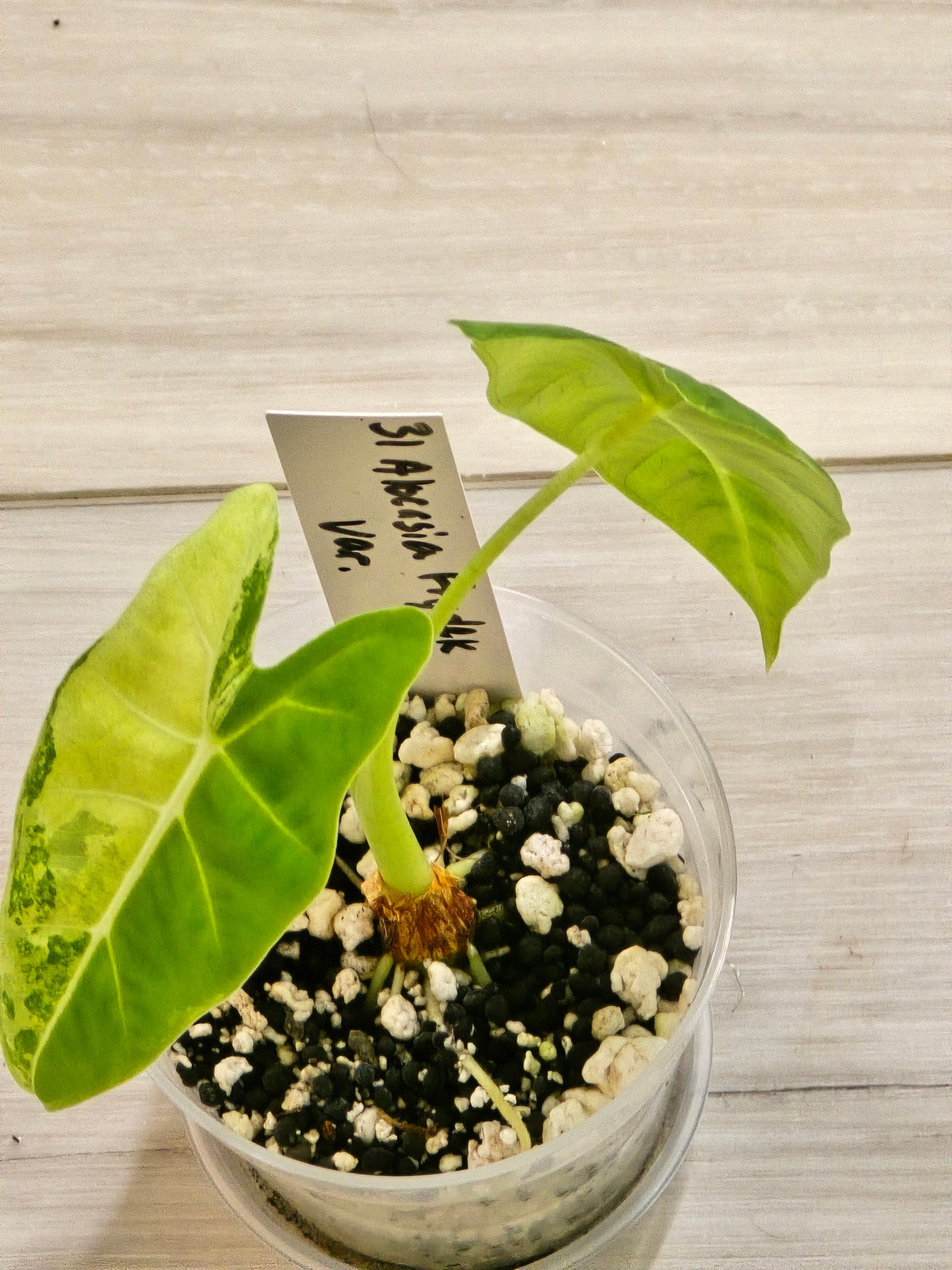 Alocasia Frydek Variegated #31