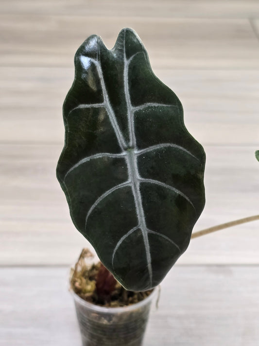 Alocasia Chantrieri #5
