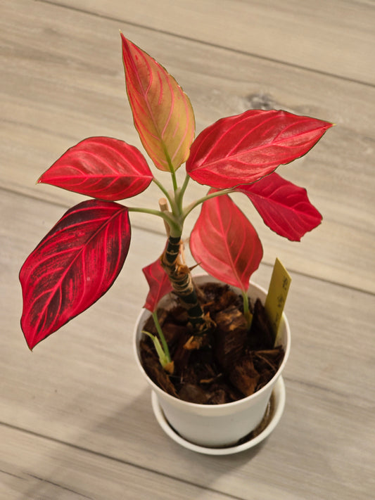 Aglaonema Red Vein # 592