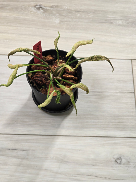 Syngonium Pink Rolli # 28