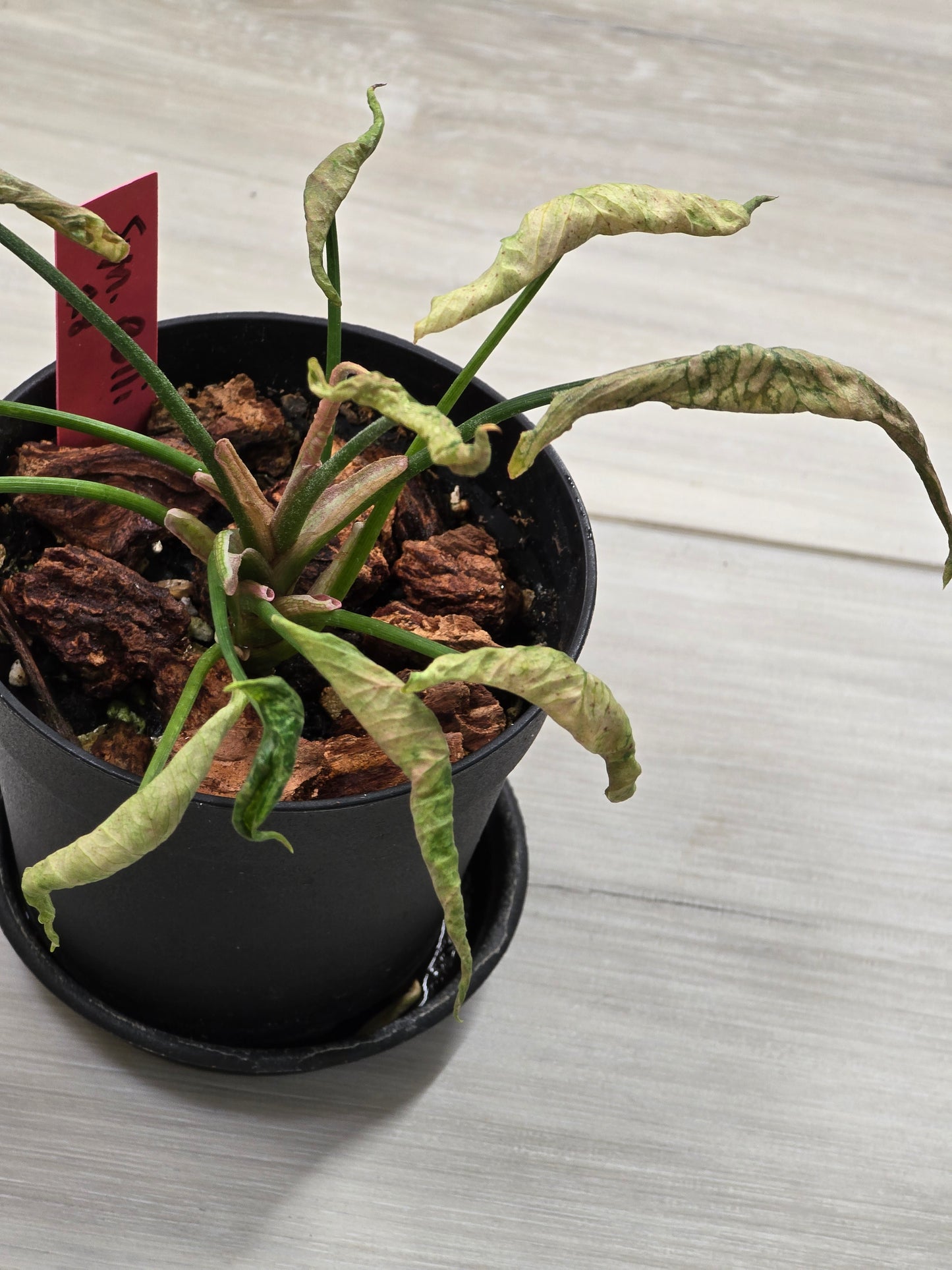 Syngonium Pink Rolli # 28