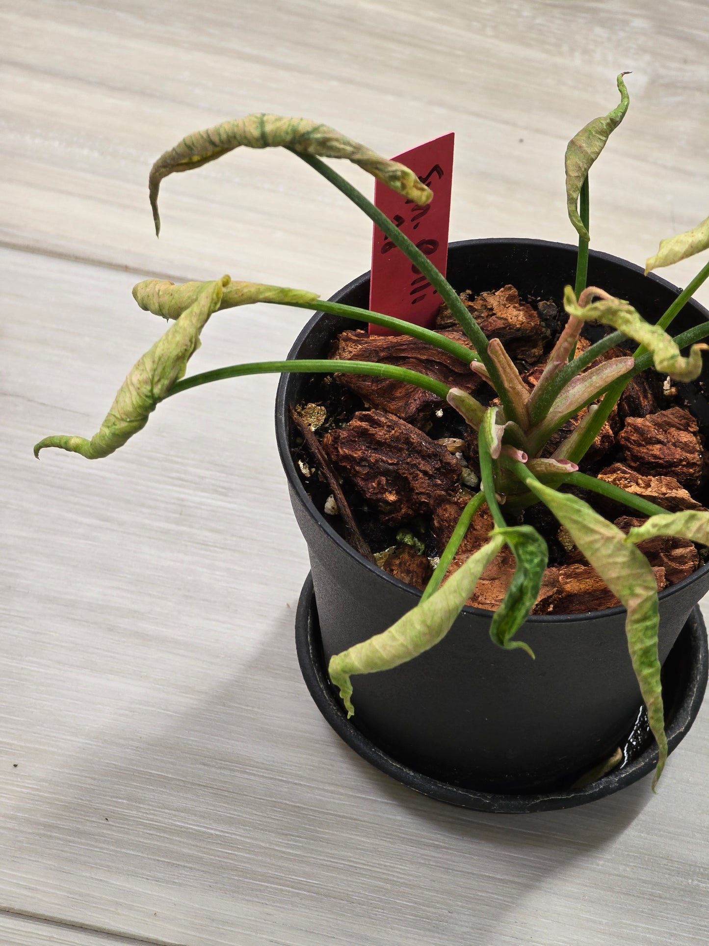 Syngonium Pink Rolli # 28