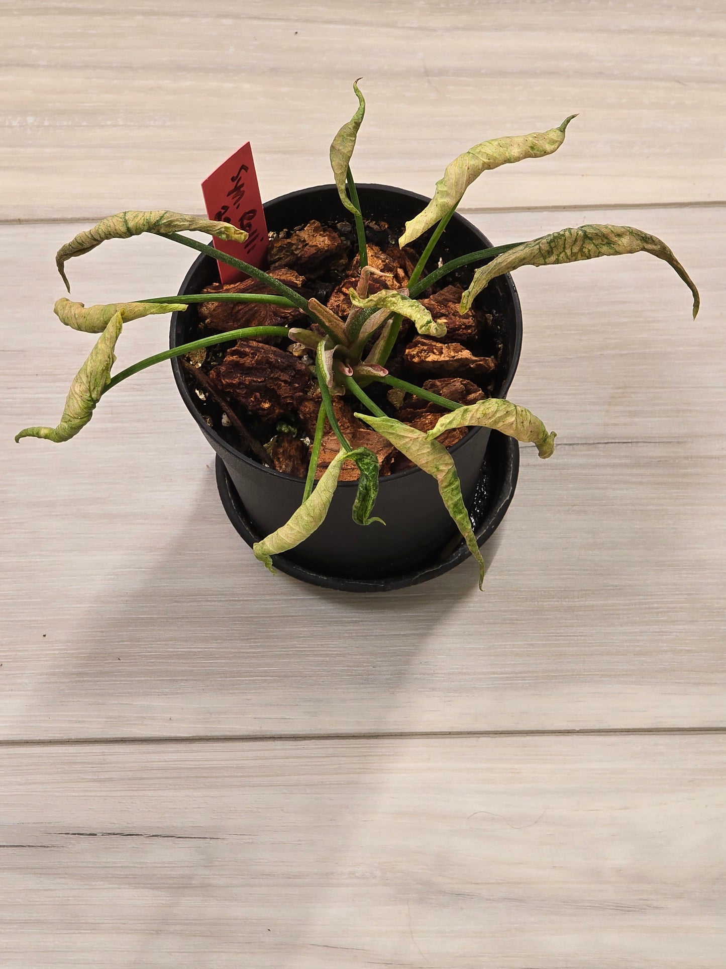 Syngonium Pink Rolli # 28