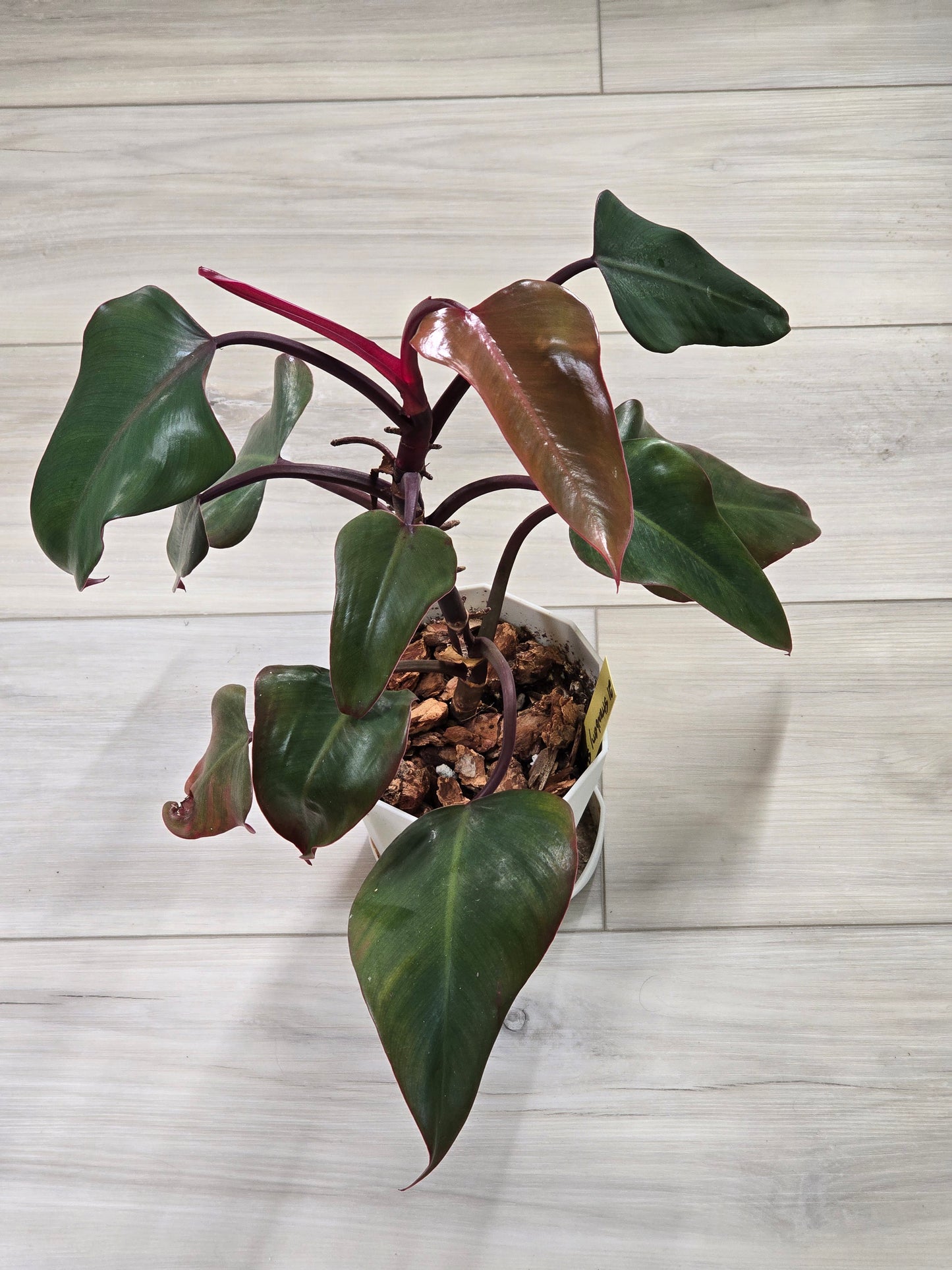 Philodendron Strawberry Shake #21