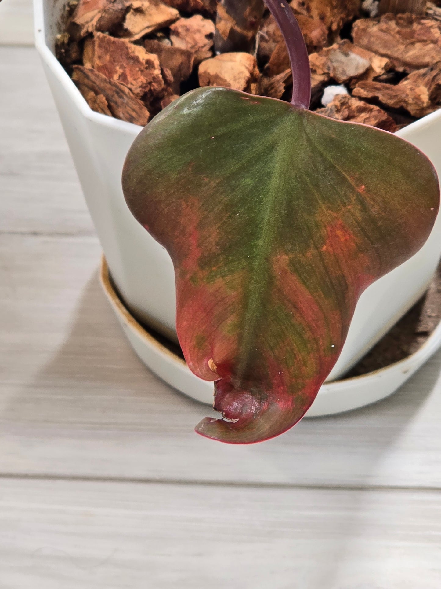 Philodendron Strawberry Shake #21
