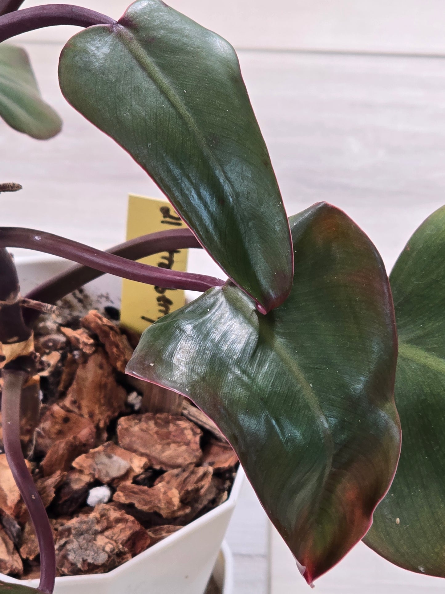 Philodendron Strawberry Shake #21