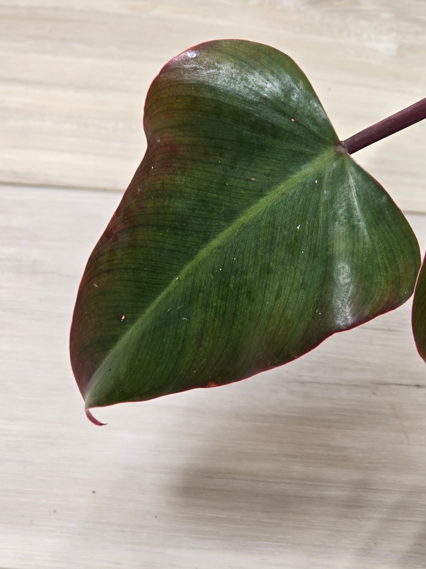 Philodendron Strawberry Shake #21