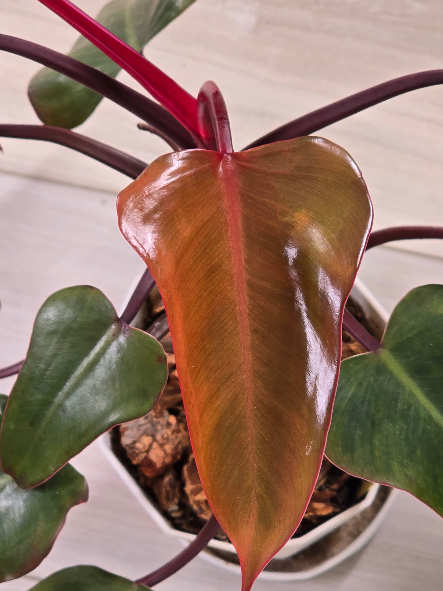 Philodendron Strawberry Shake #21