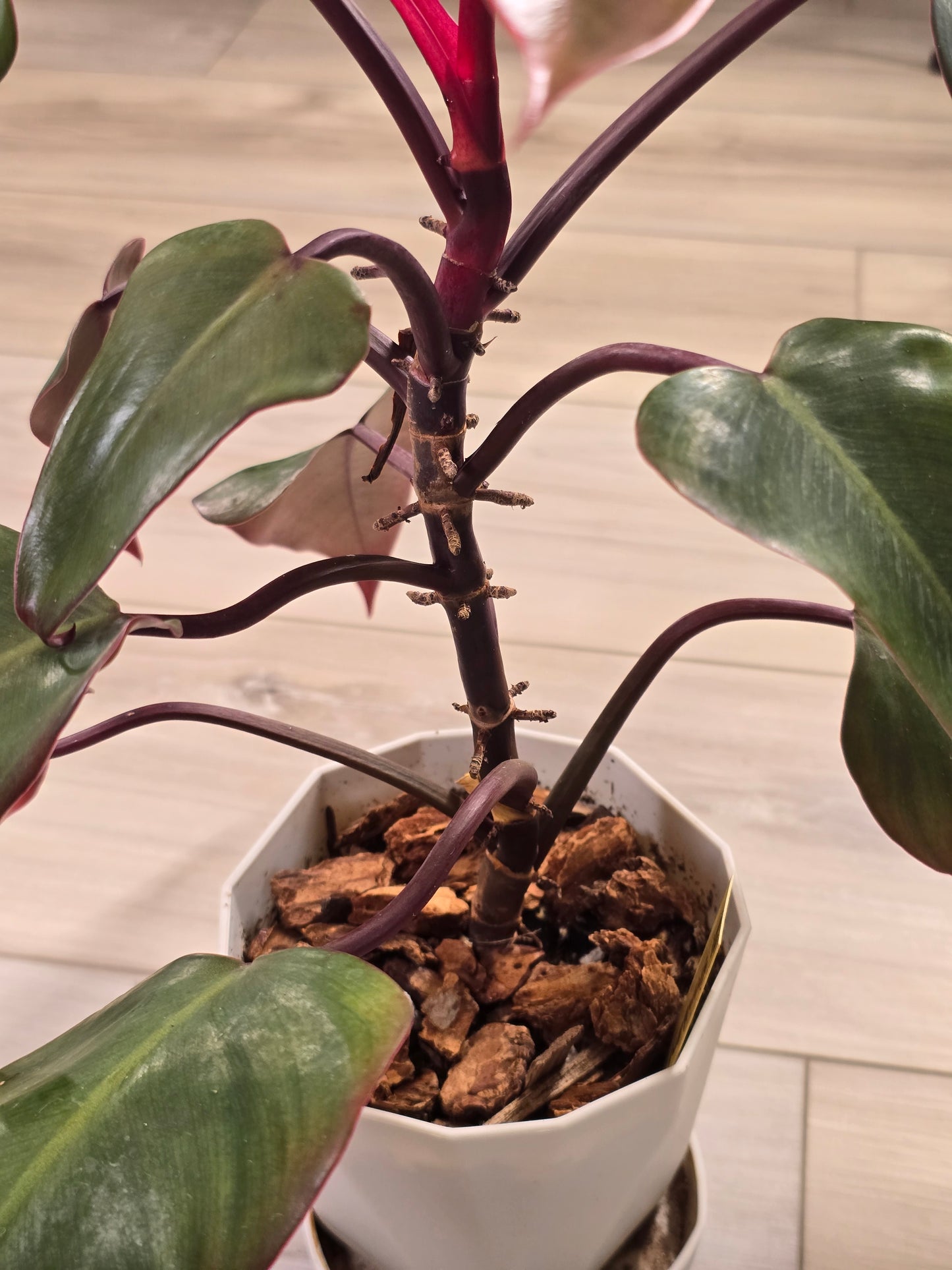 Philodendron Strawberry Shake #21
