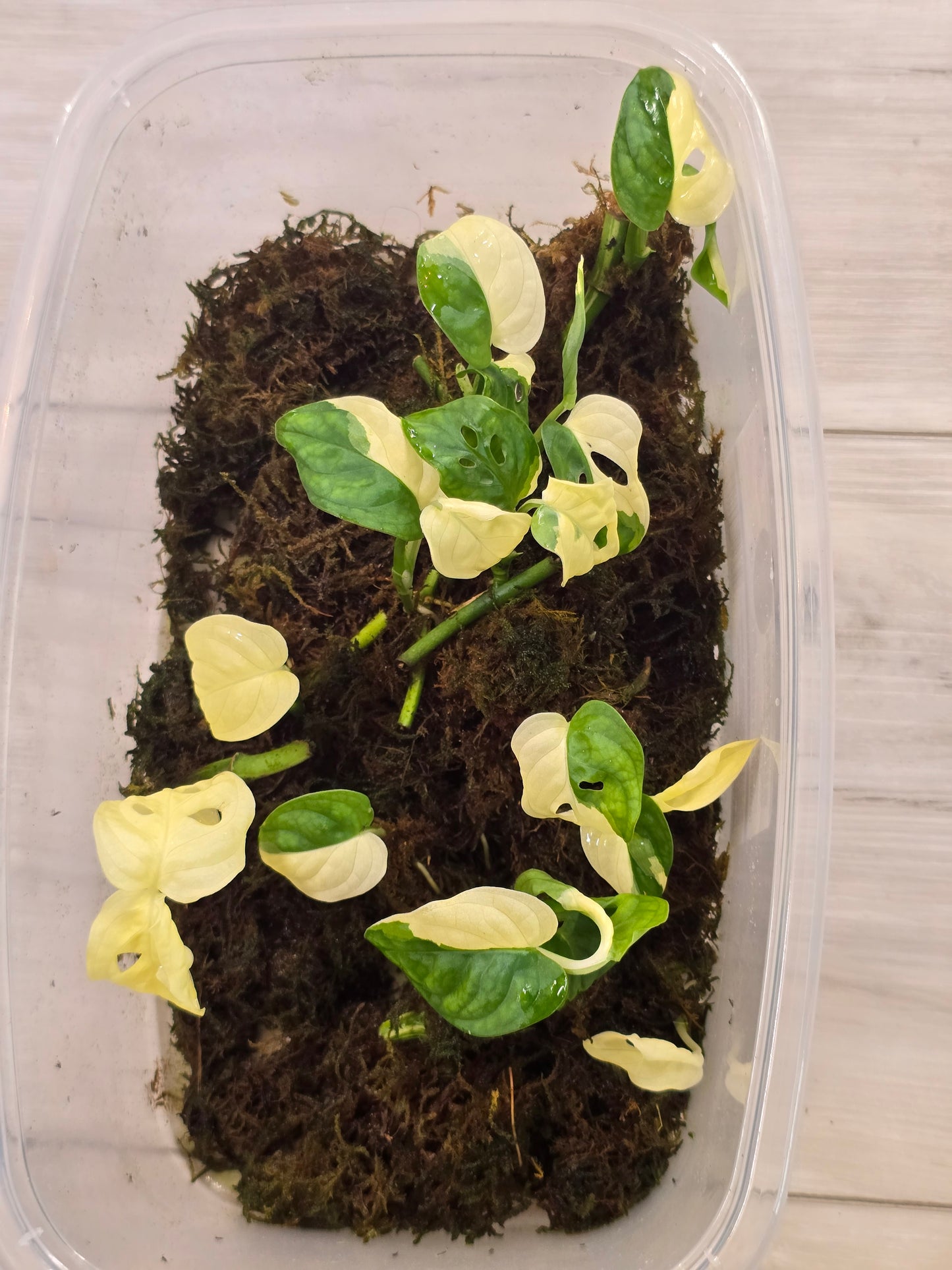 Monstera Adansonii Variegated Rooted Cuttings