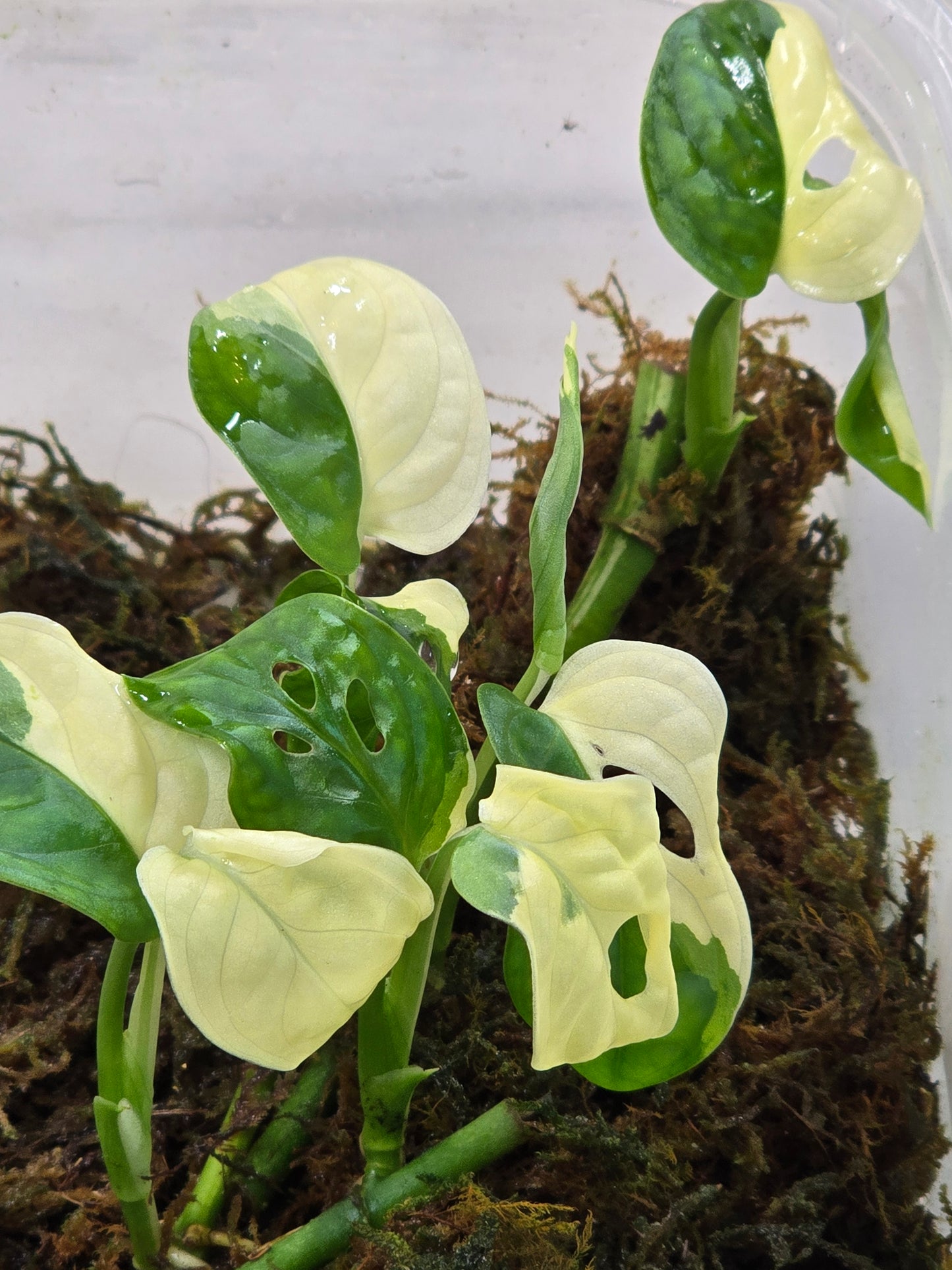 Monstera Adansonii Variegated Rooted Cuttings