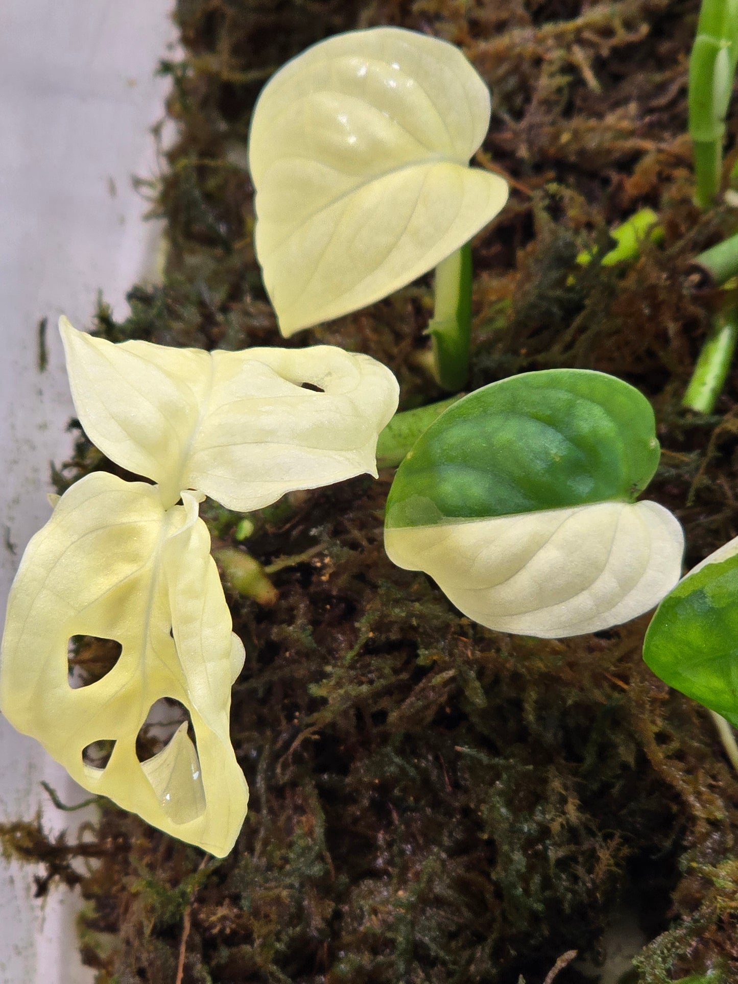 Monstera Adansonii Variegated Rooted Cuttings