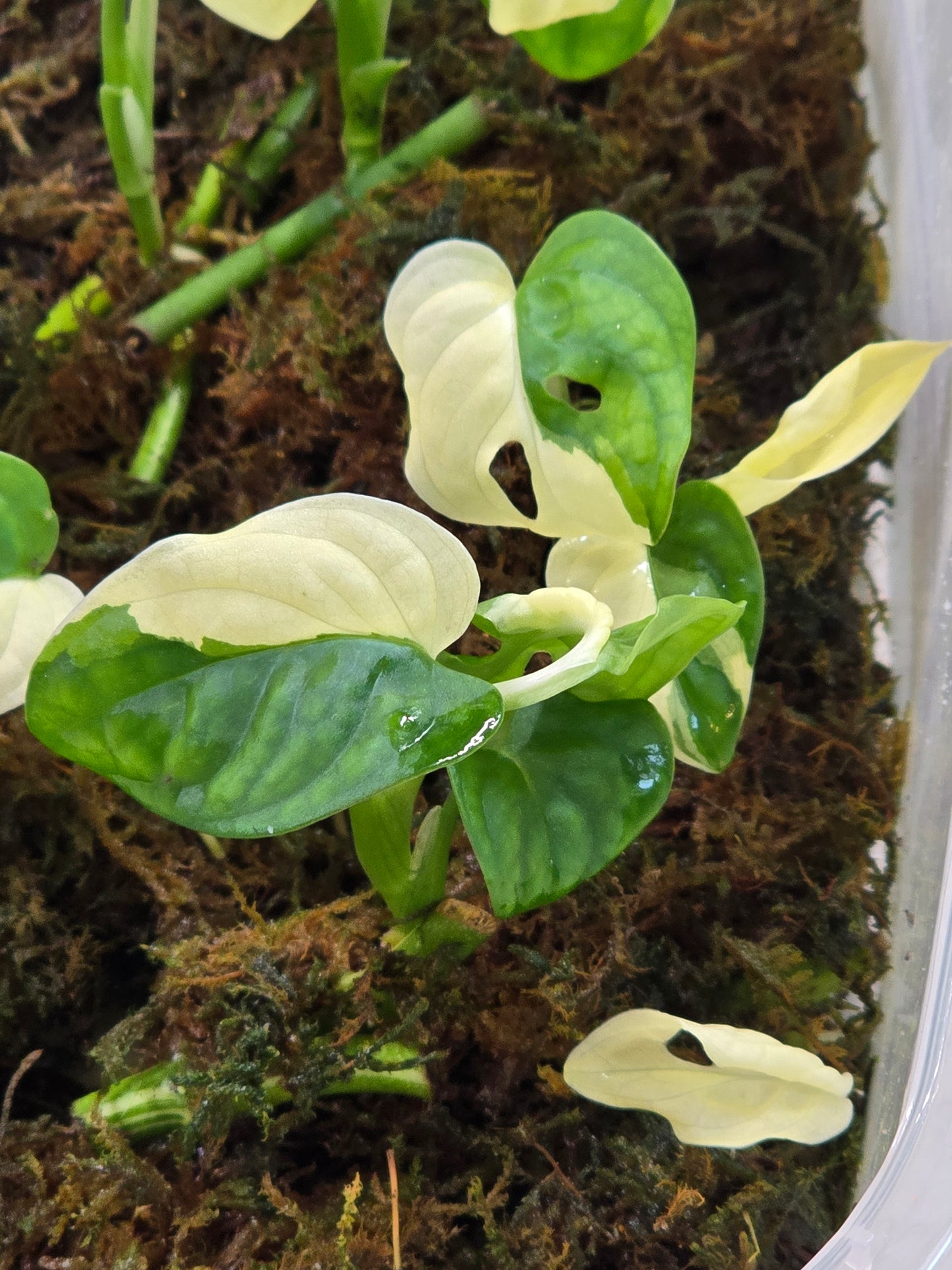 Monstera Adansonii Variegated Rooted Cuttings