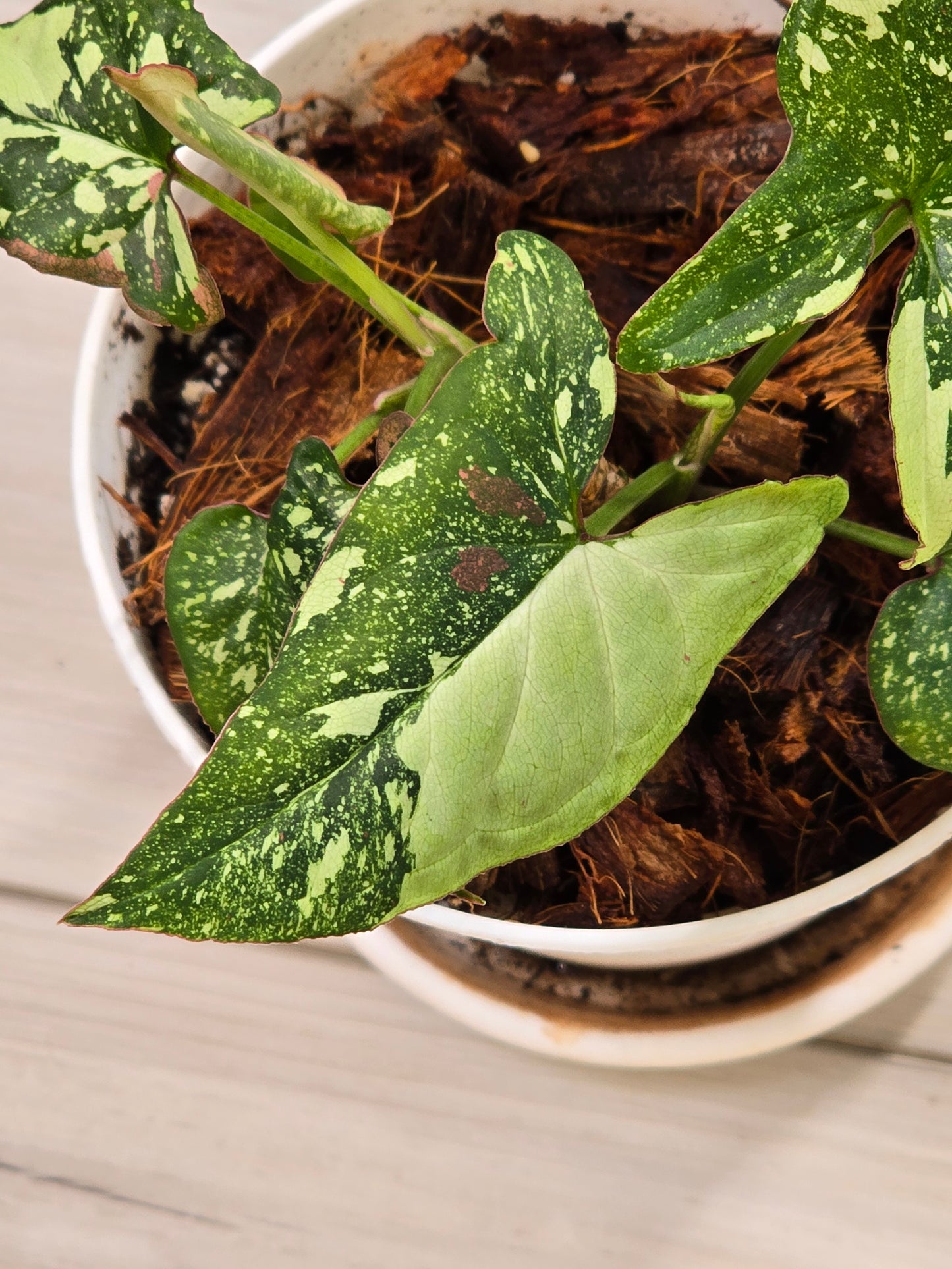 Syngonium Red Spot Tricolor #44