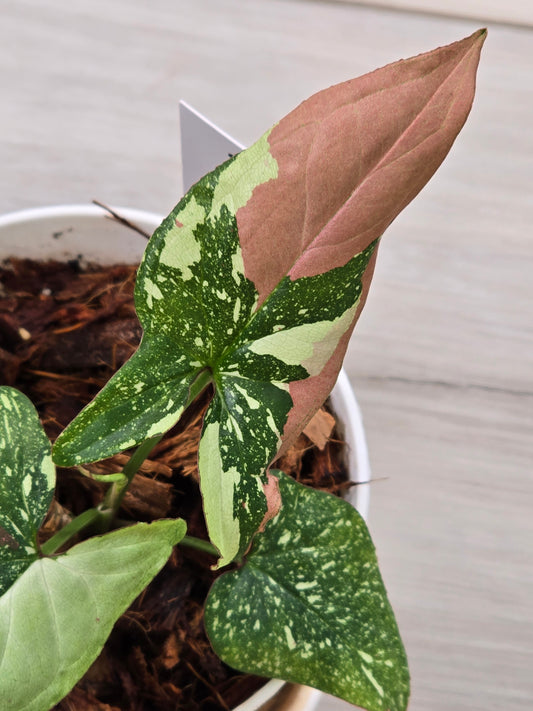 Syngonium Red Spot Tricolor #44