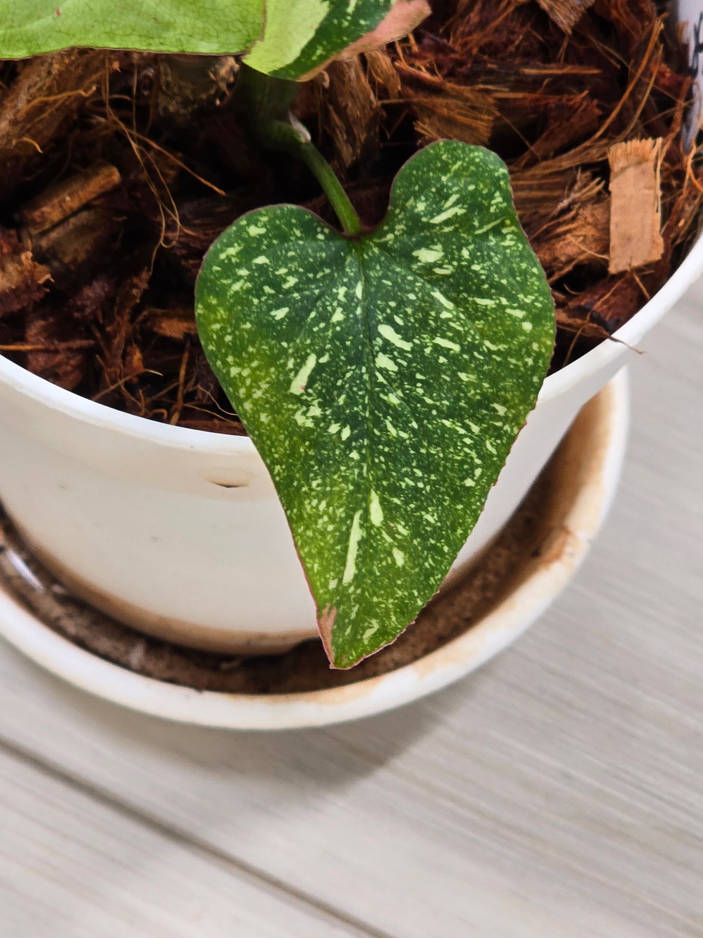 Syngonium Red Spot Tricolor #44