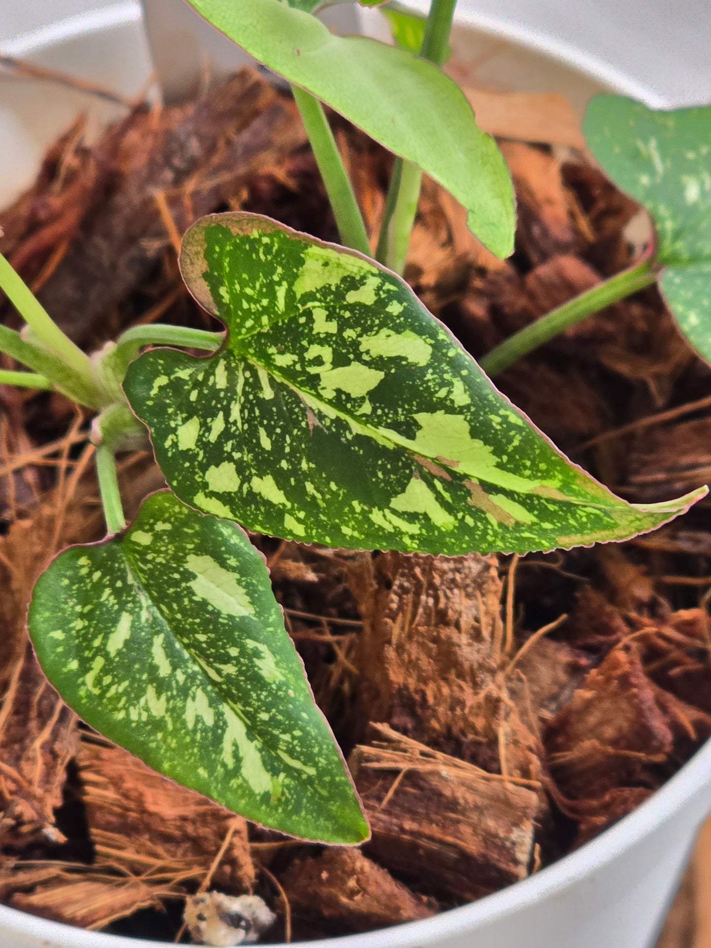 Syngonium Red Spot Tricolor #44