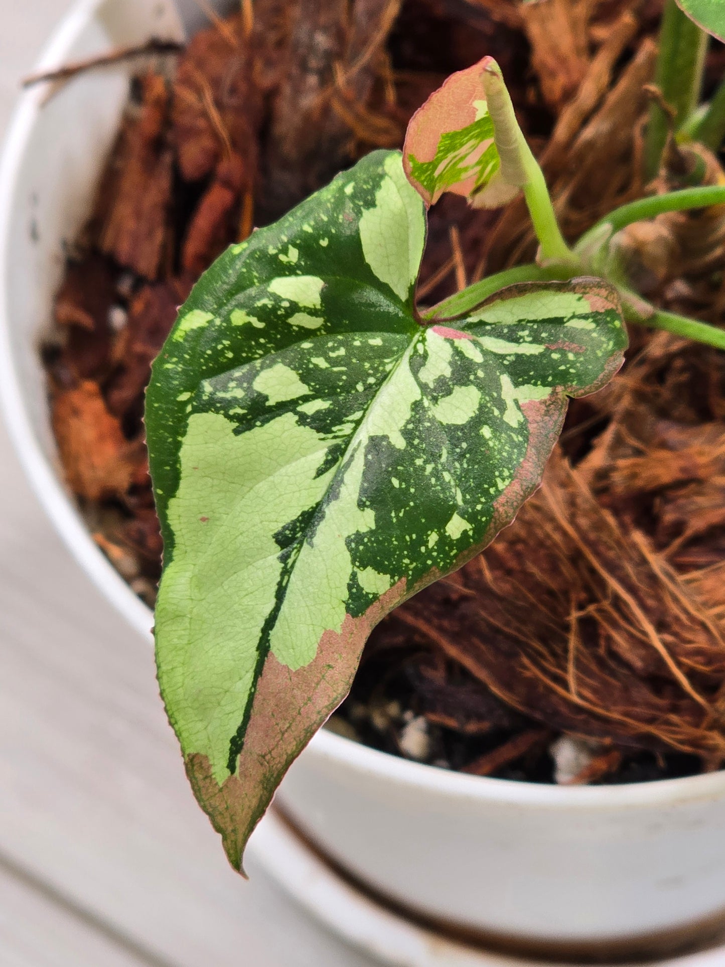 Syngonium Red Spot Tricolor #44