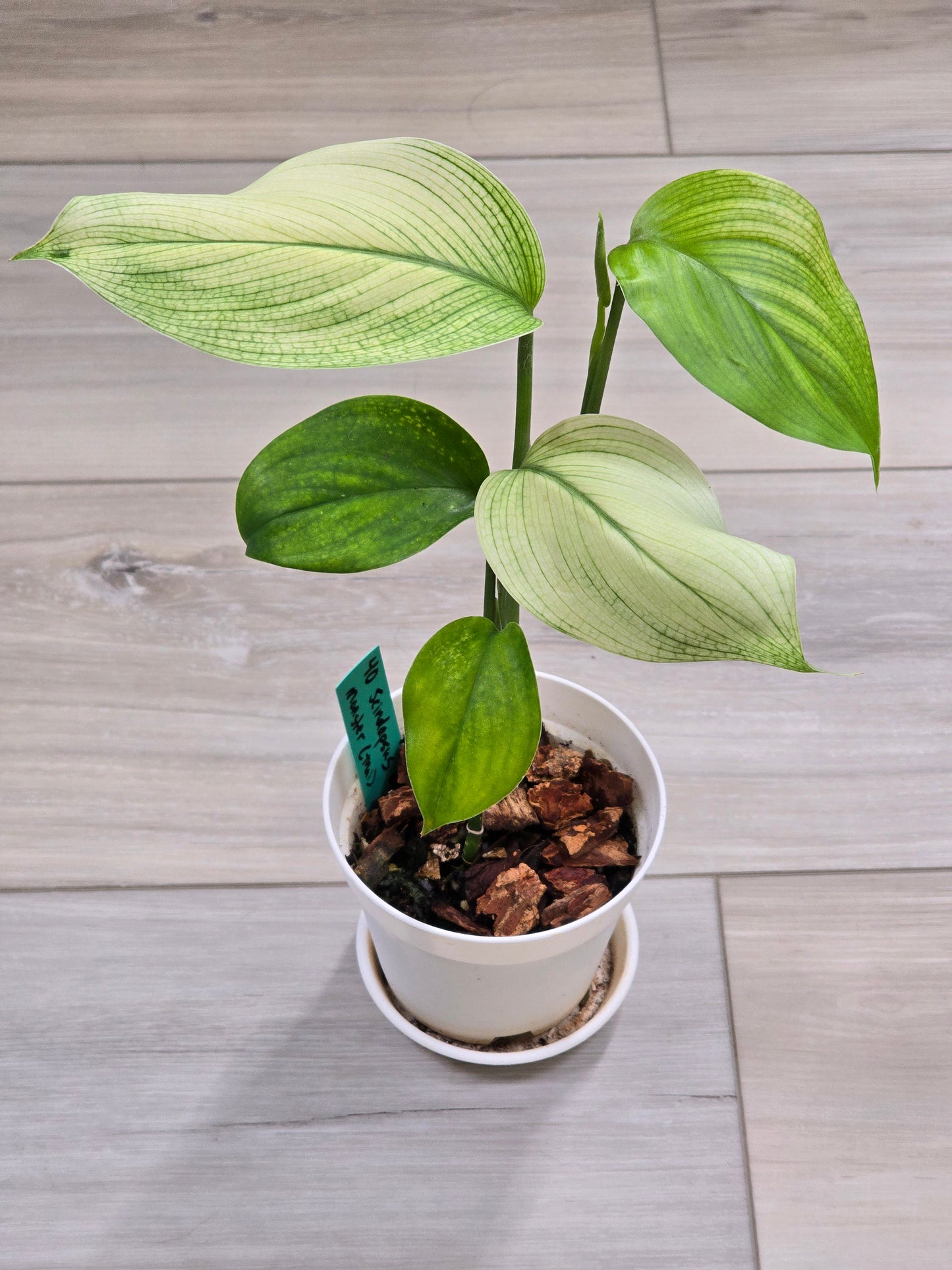 Scindapsus White Monster #40
