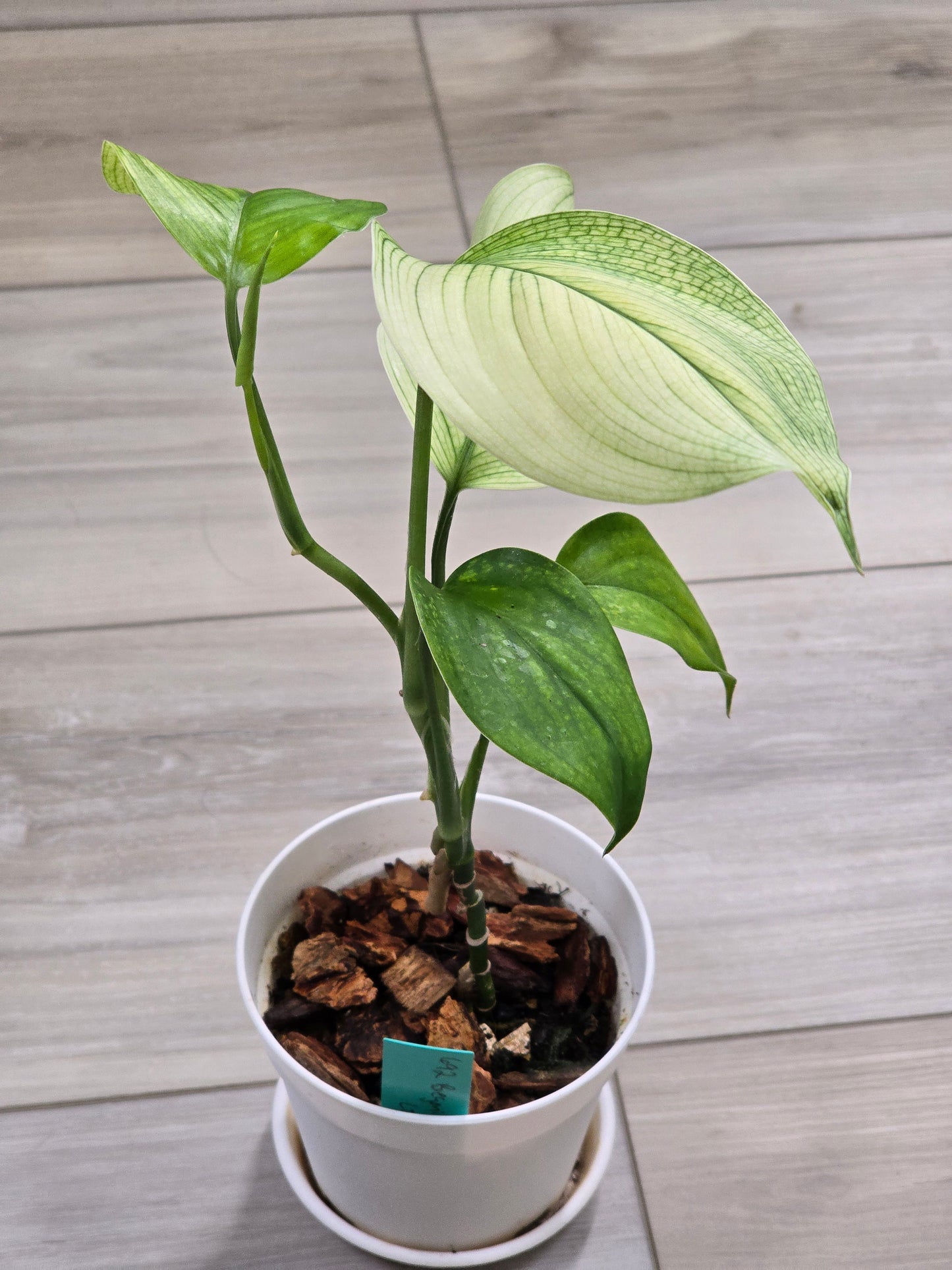 Scindapsus White Monster #40