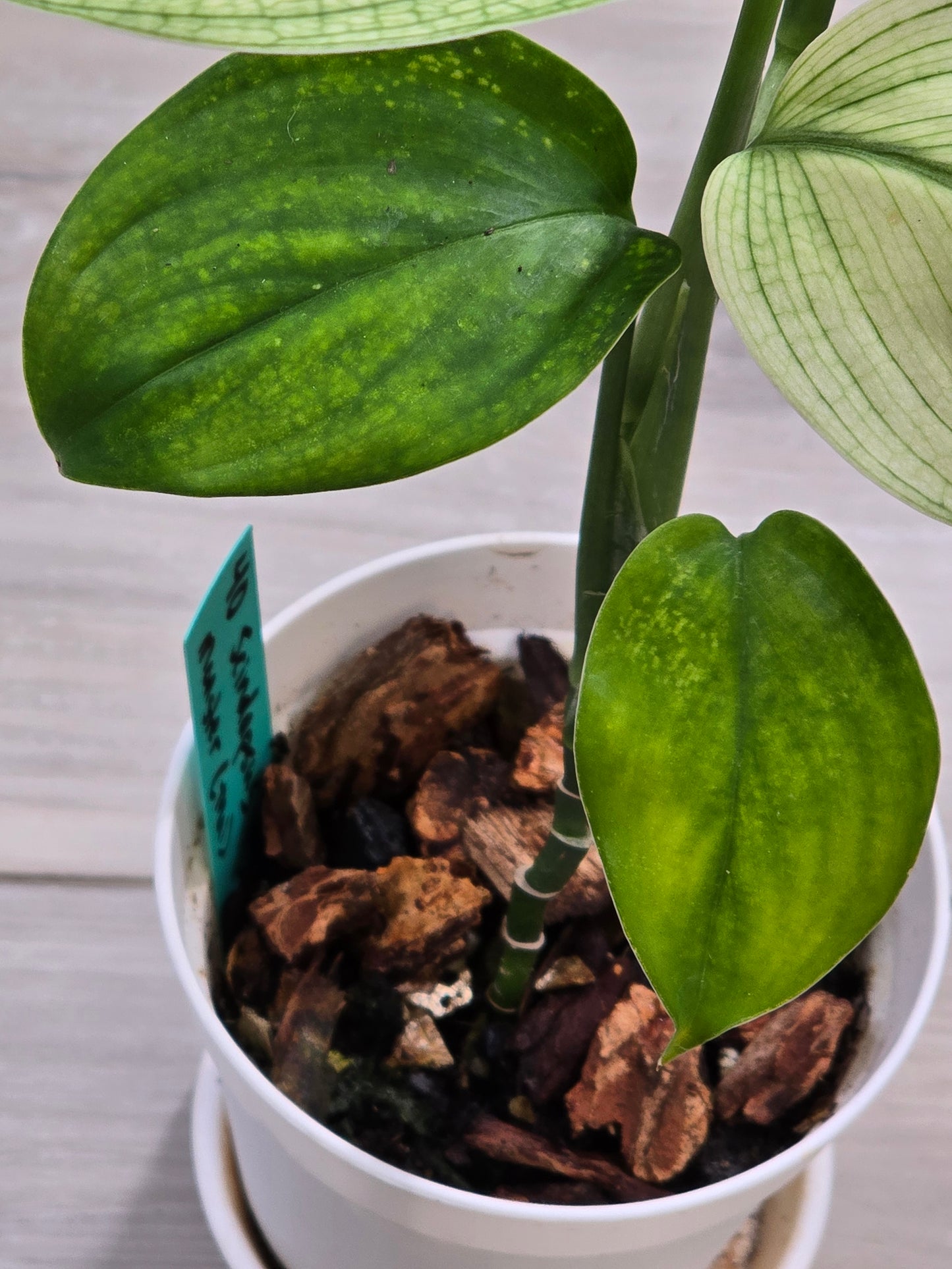 Scindapsus White Monster #40