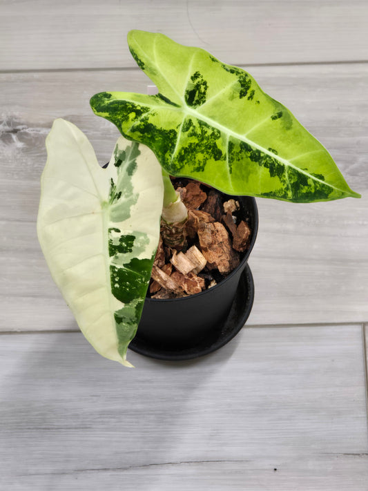 Alocasia Frydek Variegated #7