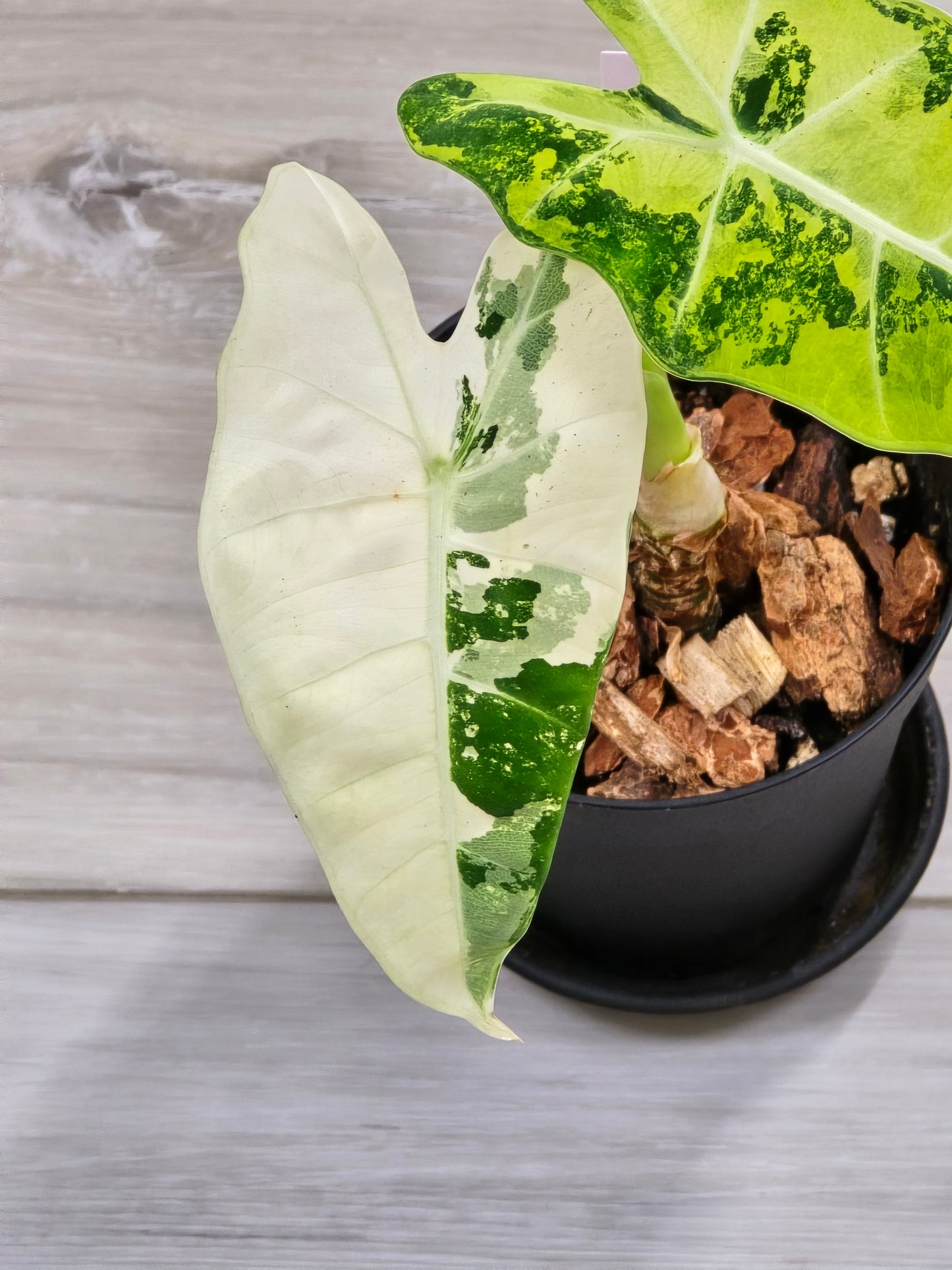 Alocasia Frydek Variegated #7