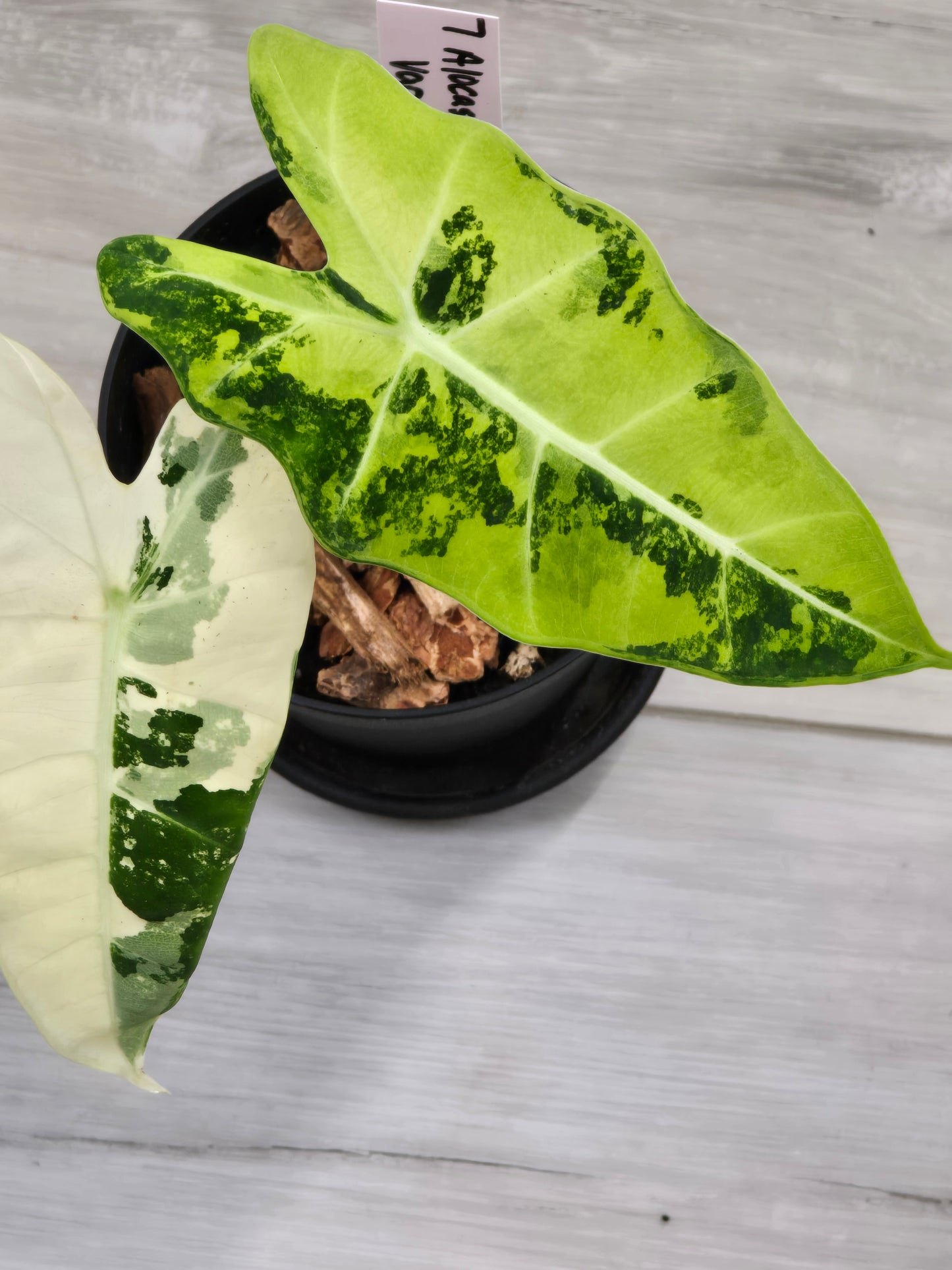 Alocasia Frydek Variegated #7
