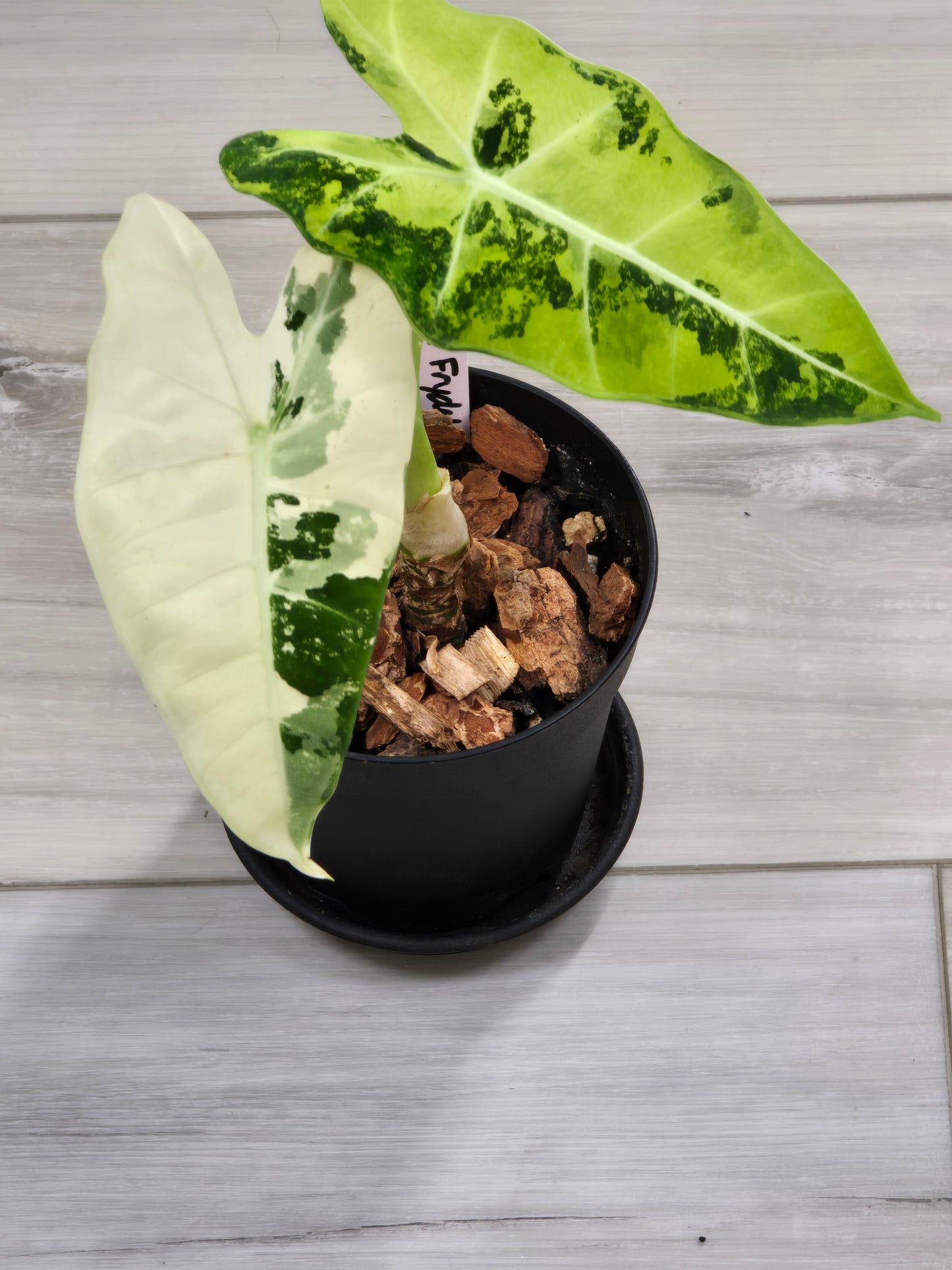 Alocasia Frydek Variegated #7