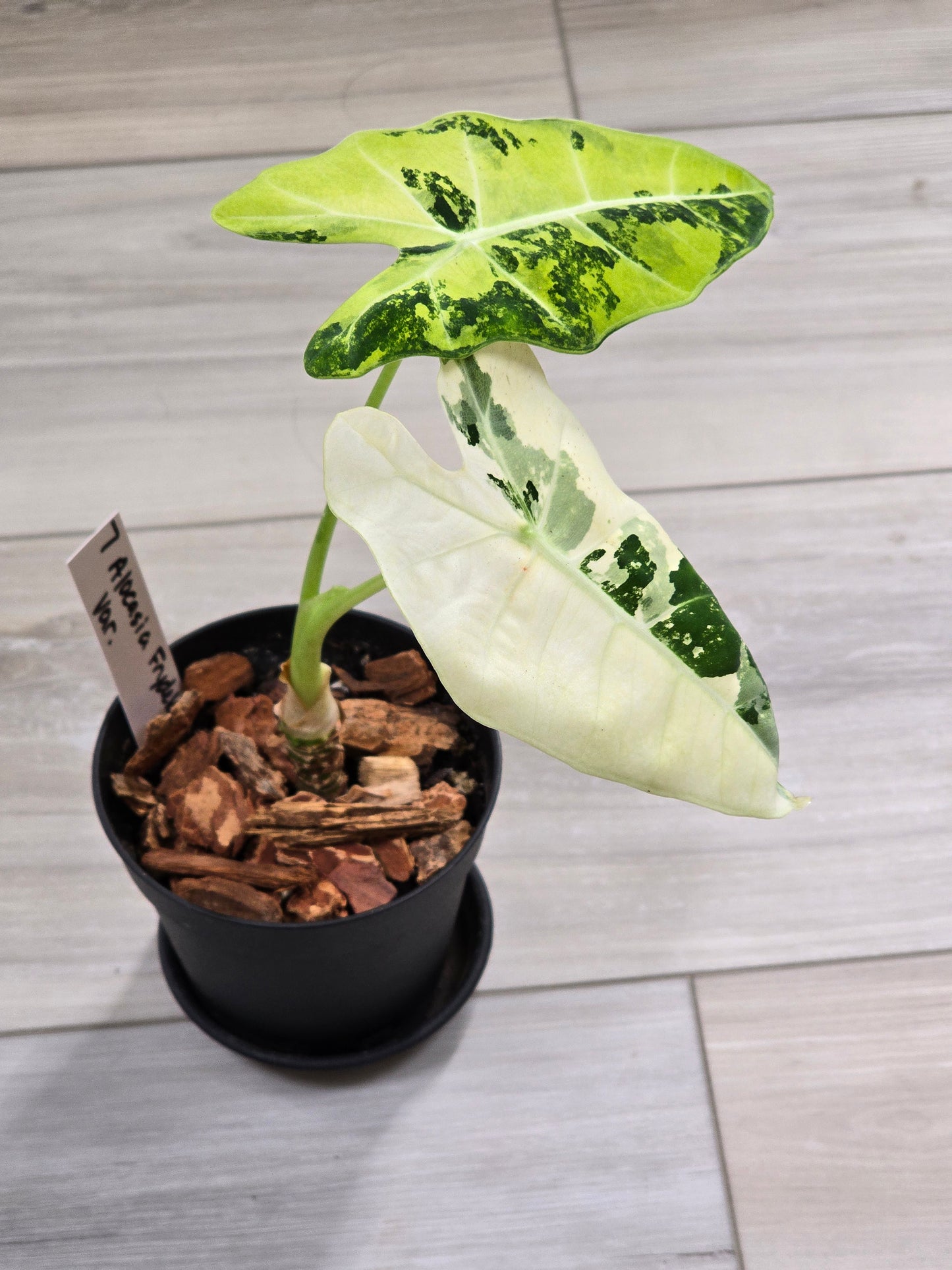 Alocasia Frydek Variegated #7