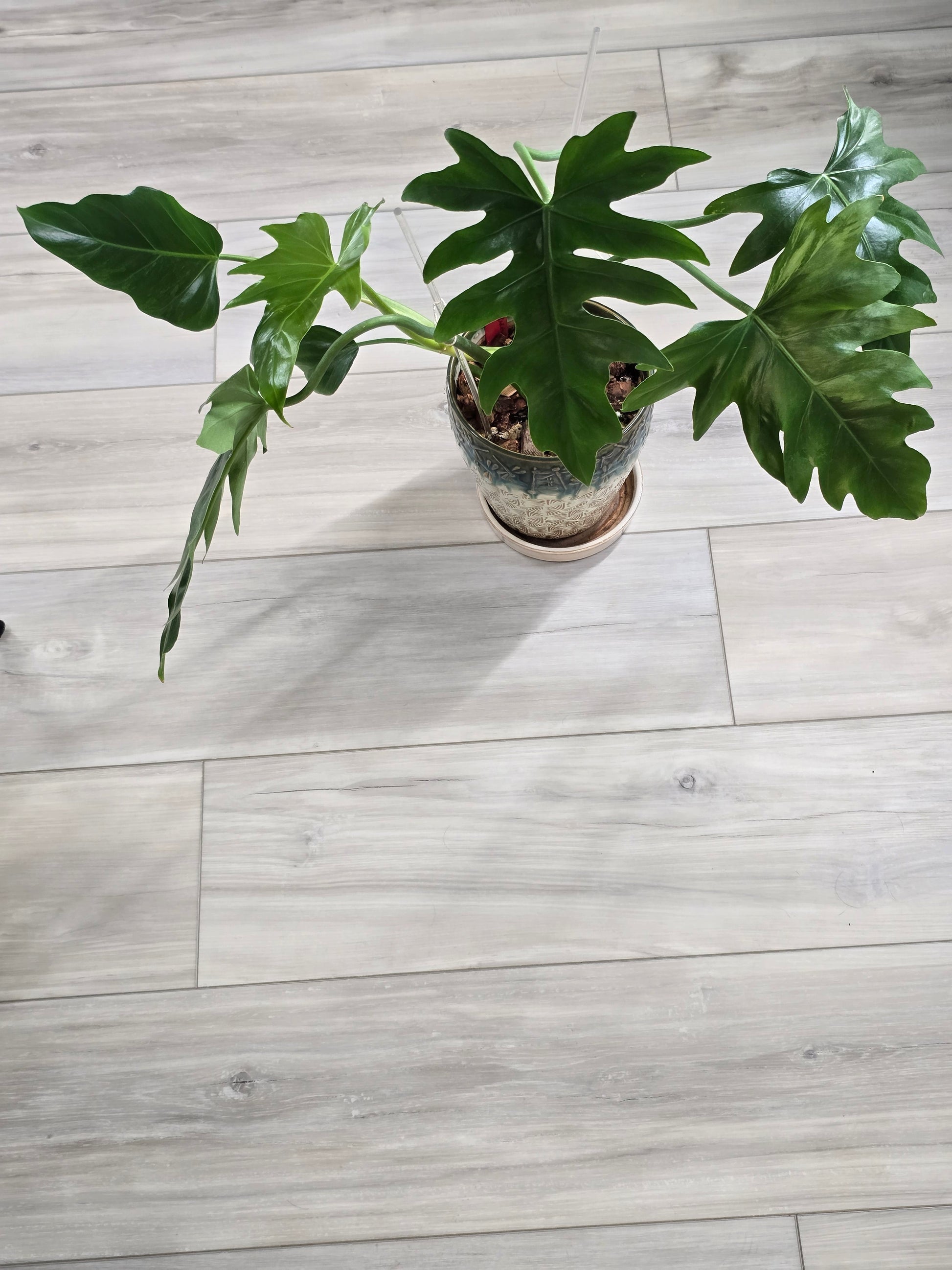 Philodendron Radiatum Variegated #277 – Leaf of Luxury