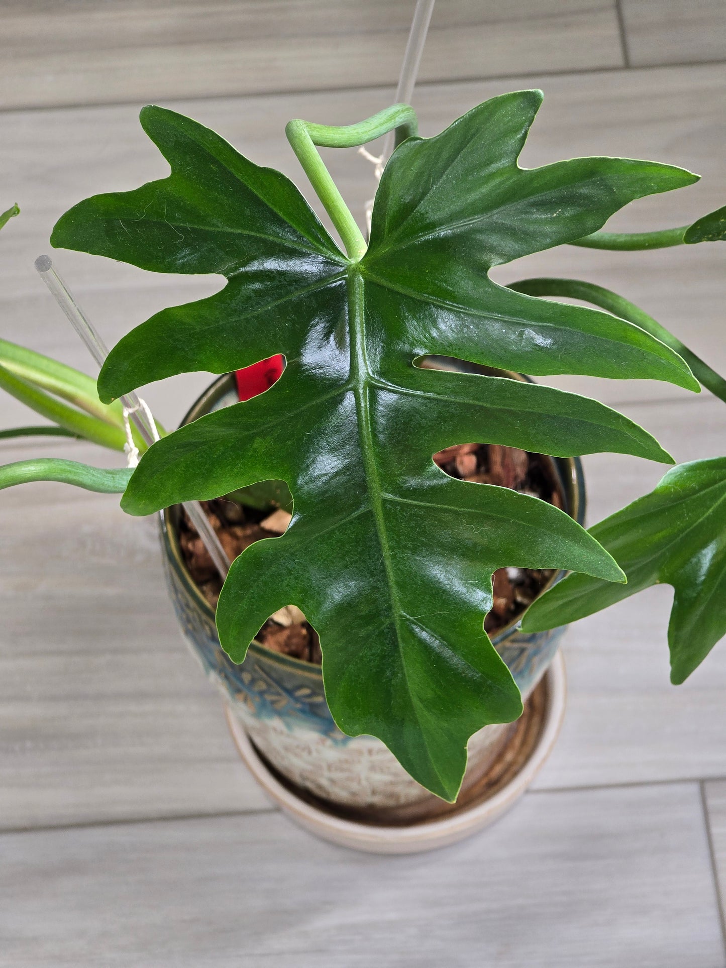 Philodendron Radiatum Variegated #277