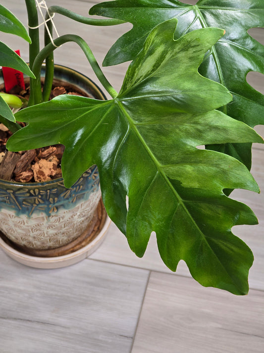 Philodendron Radiatum Variegated #277