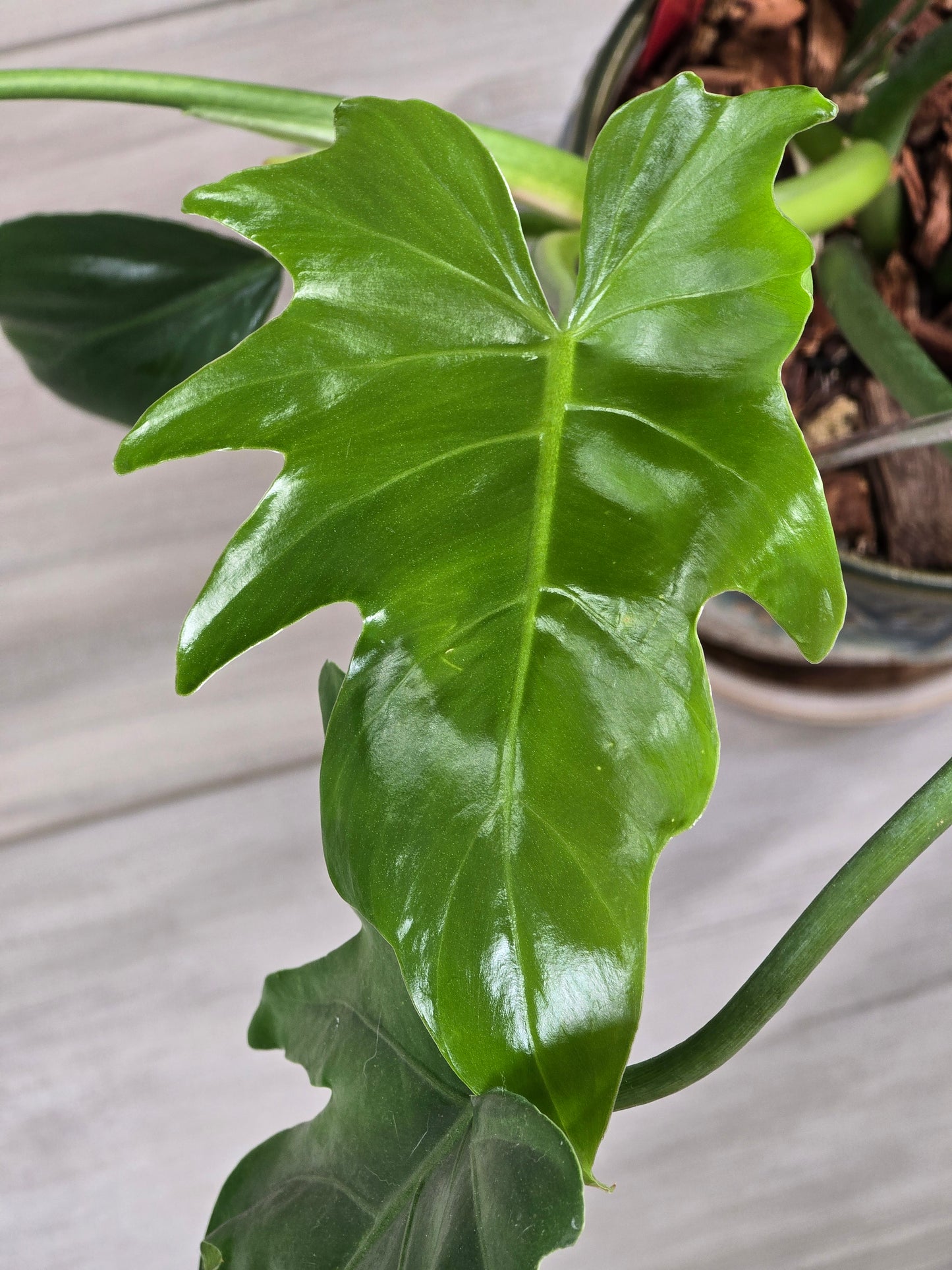 Philodendron Radiatum Variegated #277