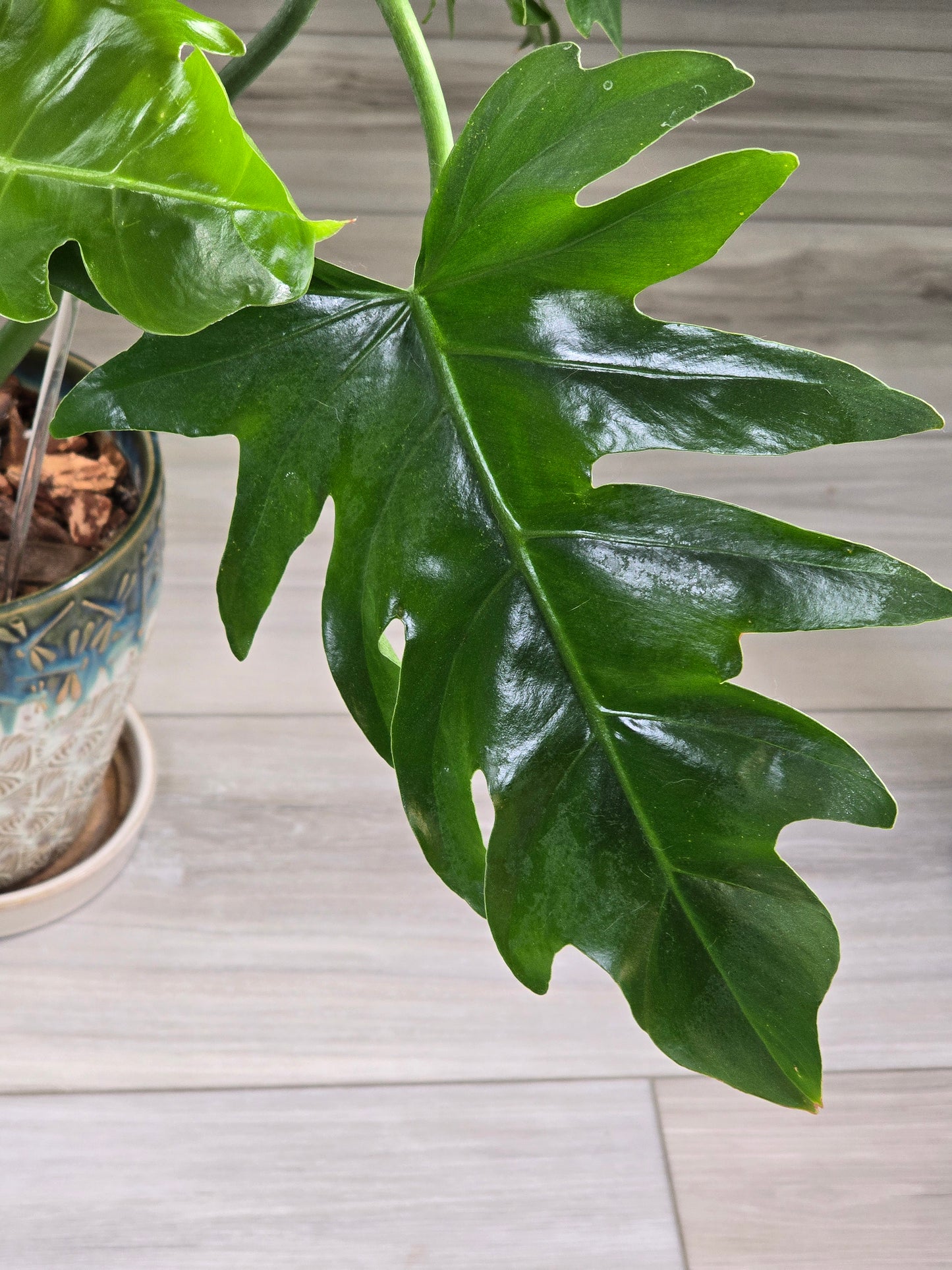 Philodendron Radiatum Variegated #277