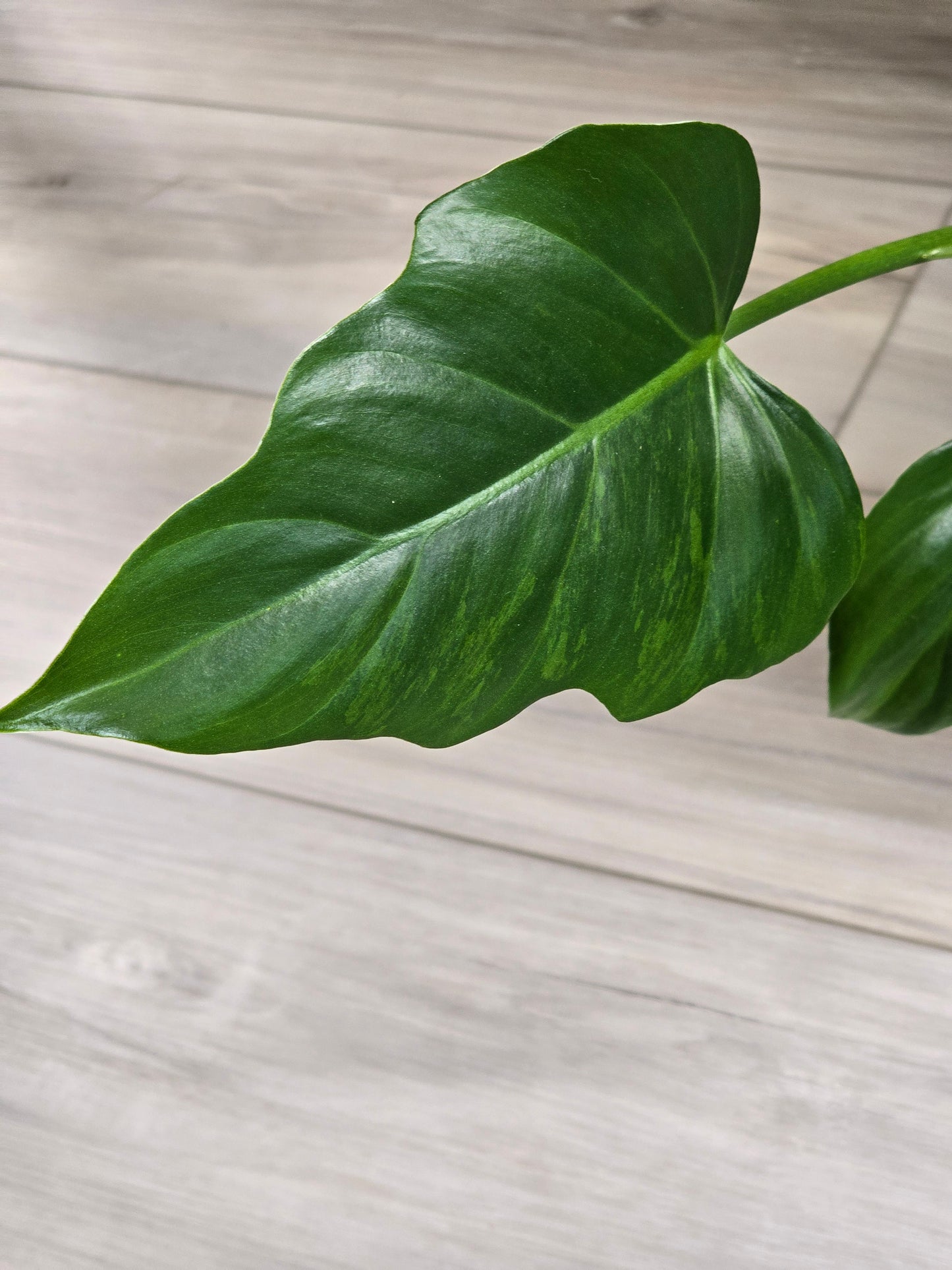 Philodendron Radiatum Variegated #277