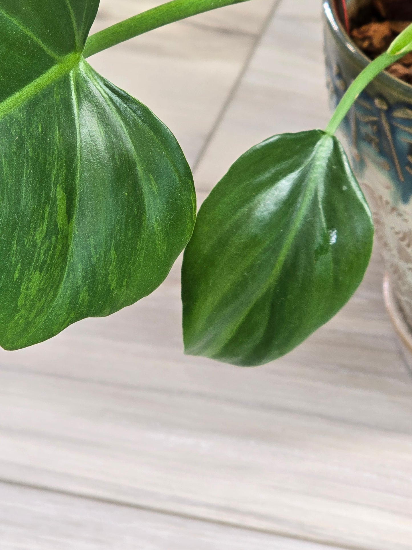 Philodendron Radiatum Variegated #277