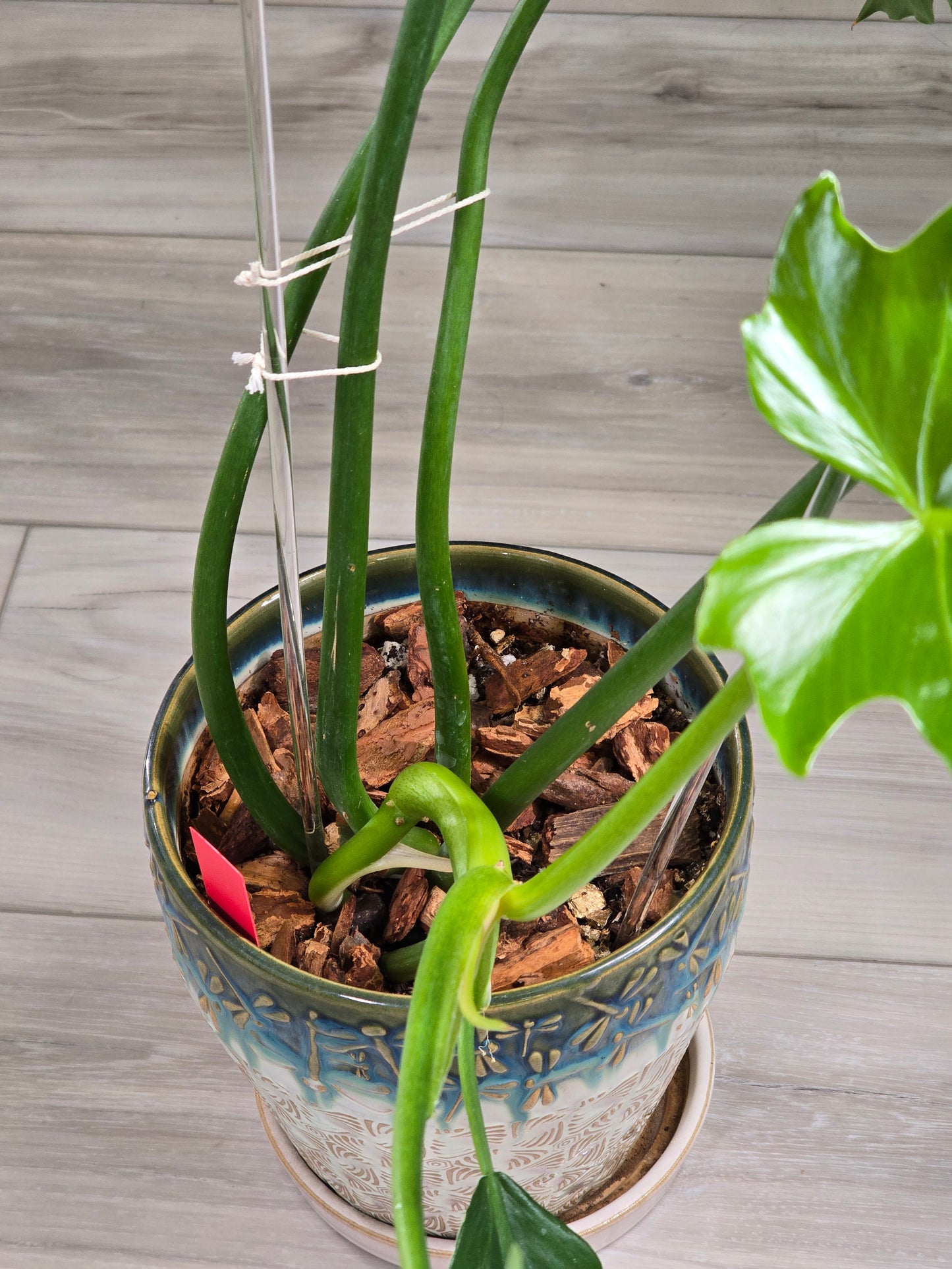 Philodendron Radiatum Variegated #277