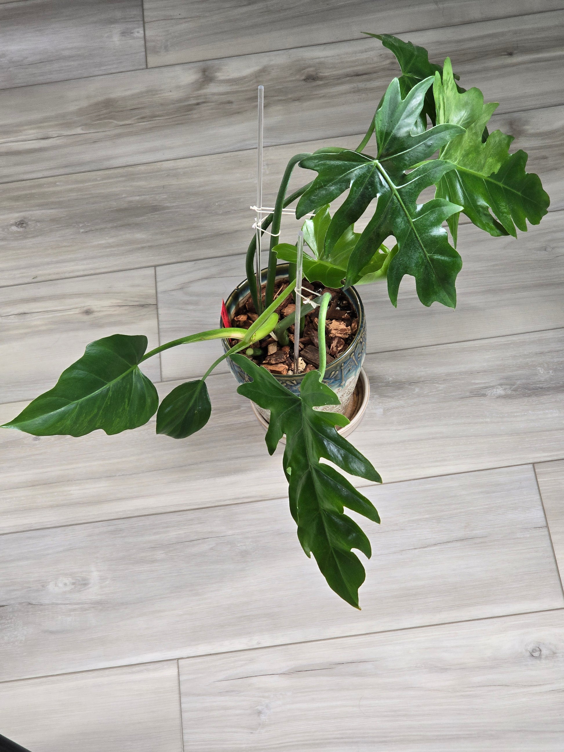 red cedar plant Eastern Red Cedar – Tree Company main image 1