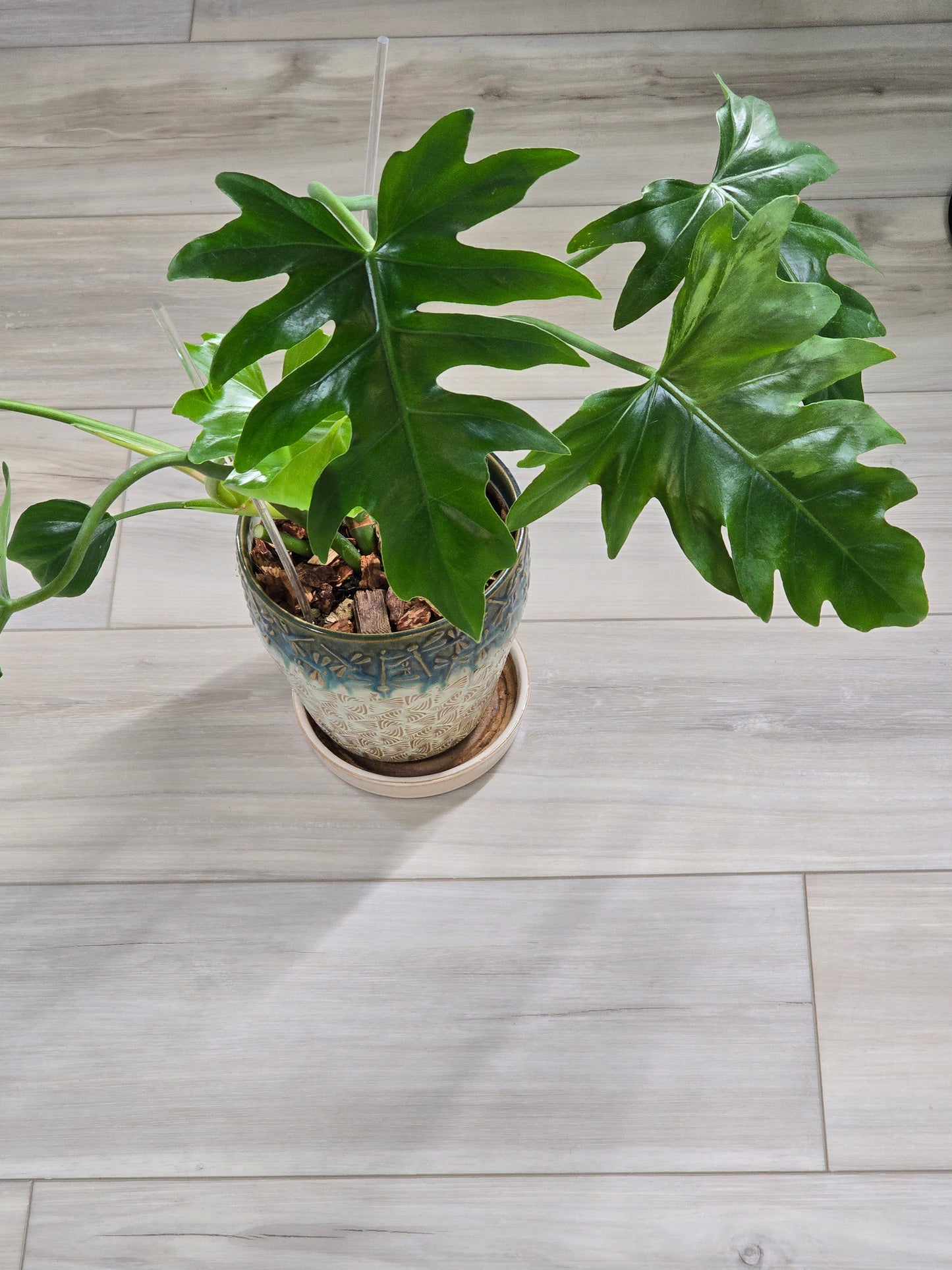 Philodendron Radiatum Variegated #277