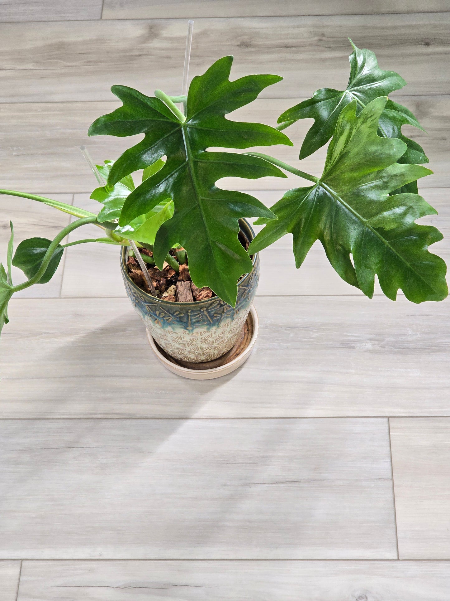 Philodendron Radiatum Variegated #277
