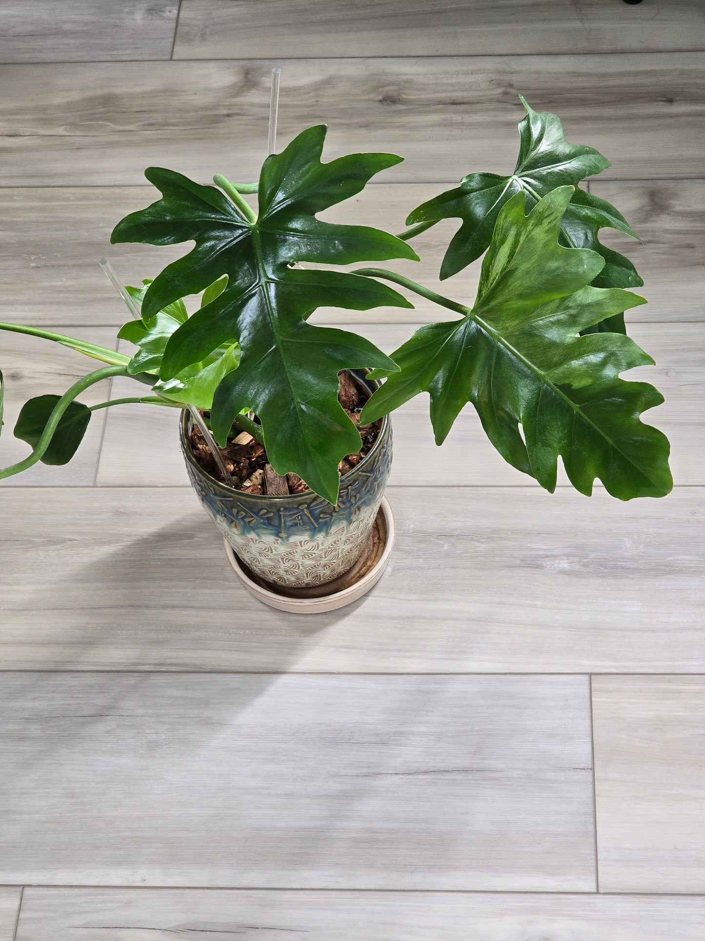 Philodendron Radiatum Variegated #277