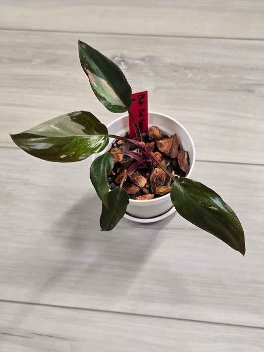 Philodendron Red Anderson #9
