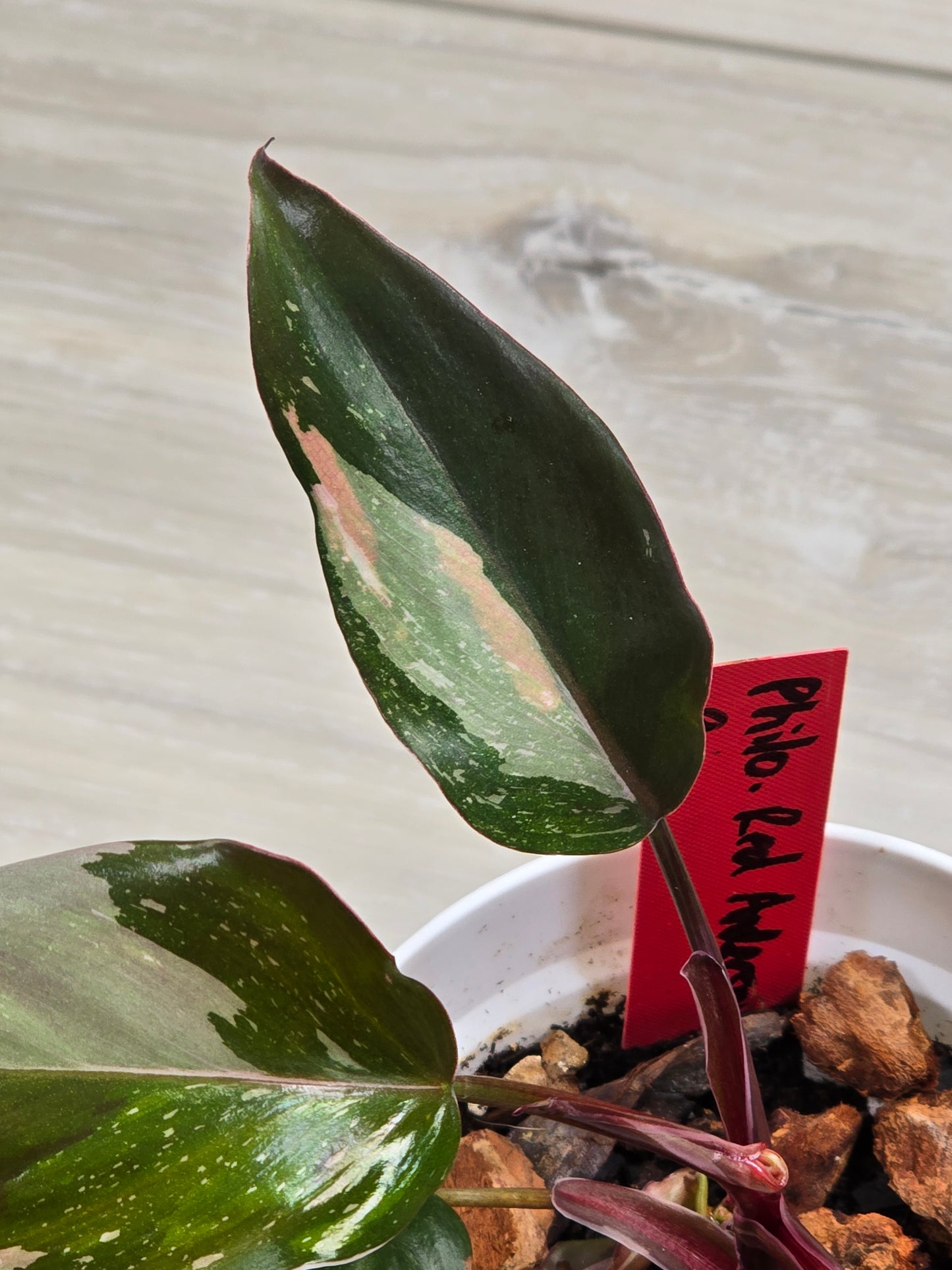Philodendron Red Anderson #9