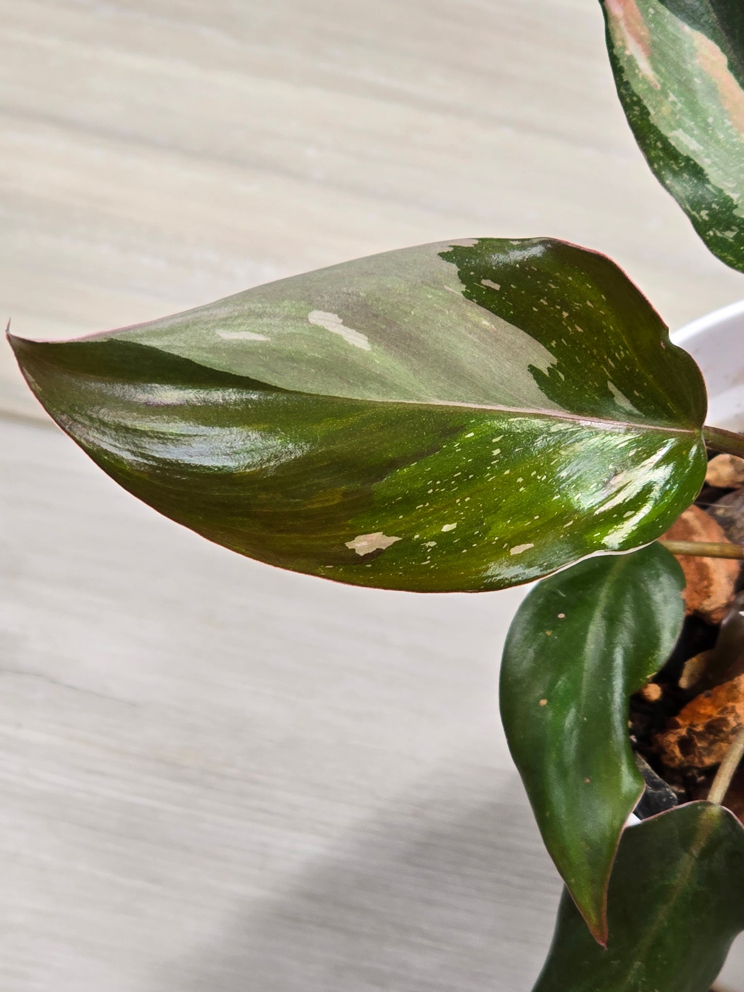 Philodendron Red Anderson #9