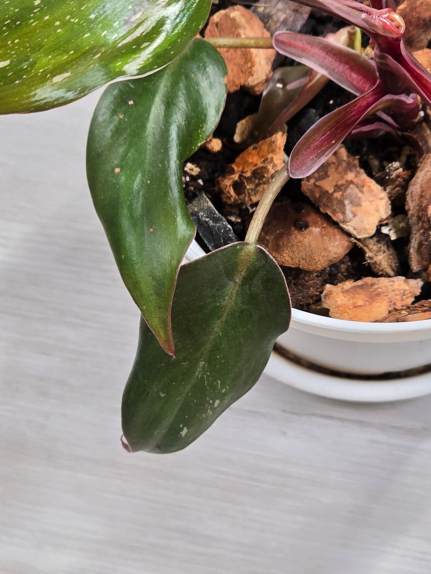 Philodendron Red Anderson #9