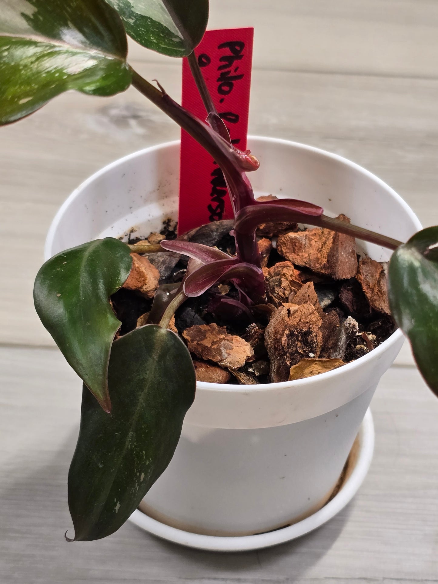 Philodendron Red Anderson #9