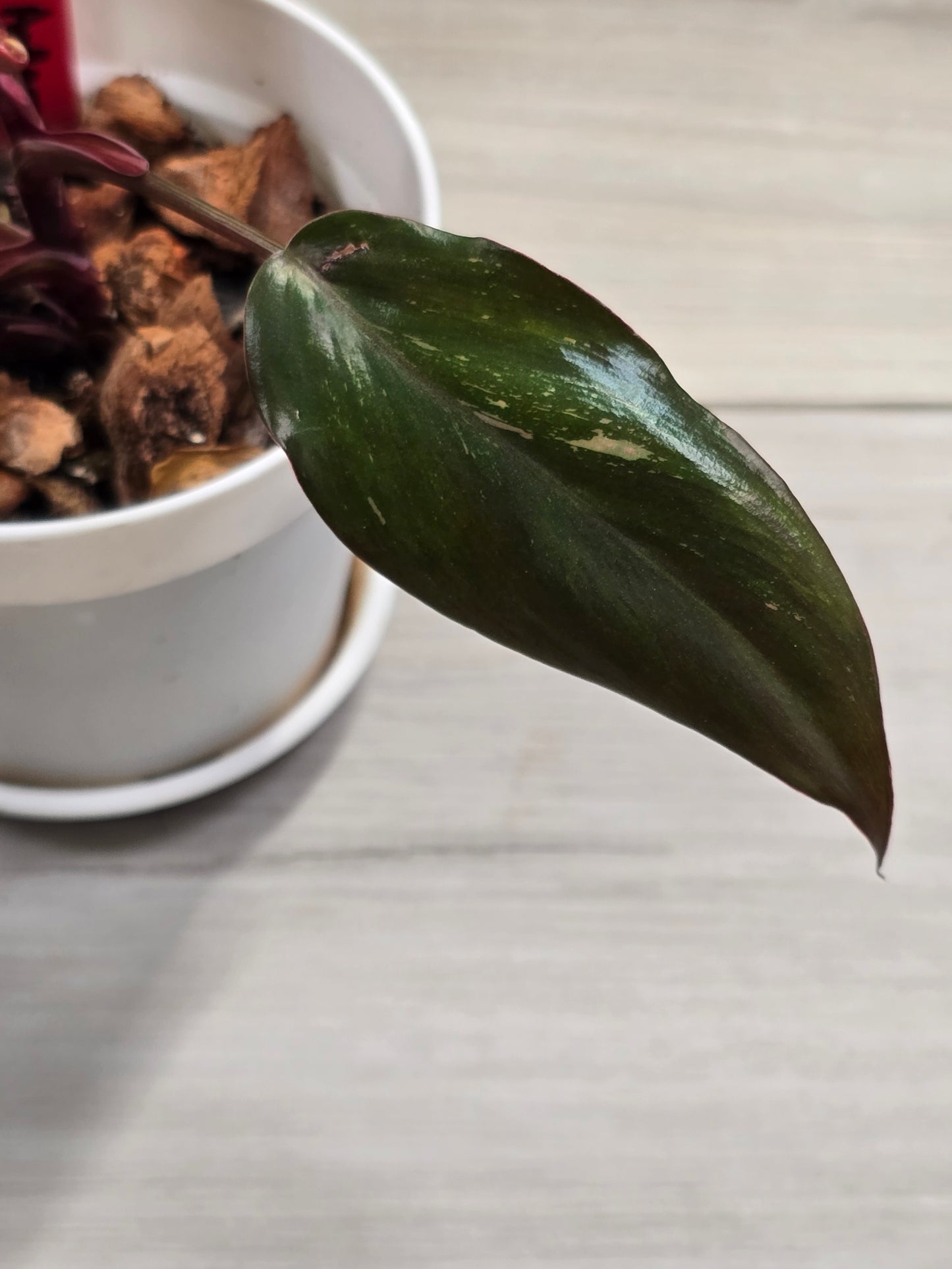 Philodendron Red Anderson #9