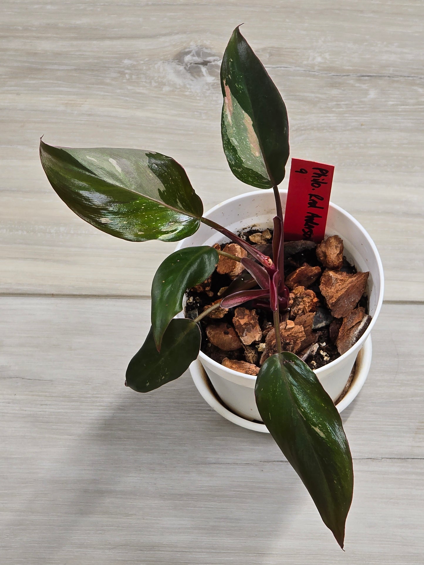Philodendron Red Anderson #9